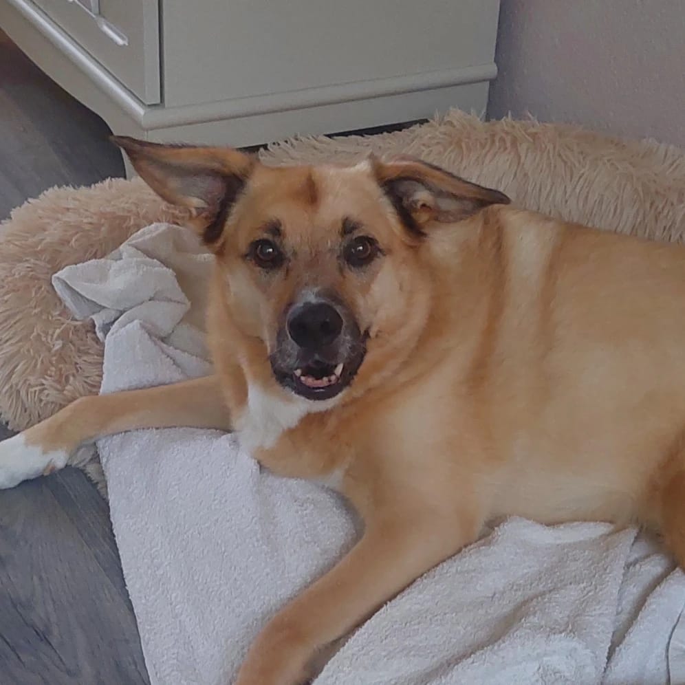 Mikki