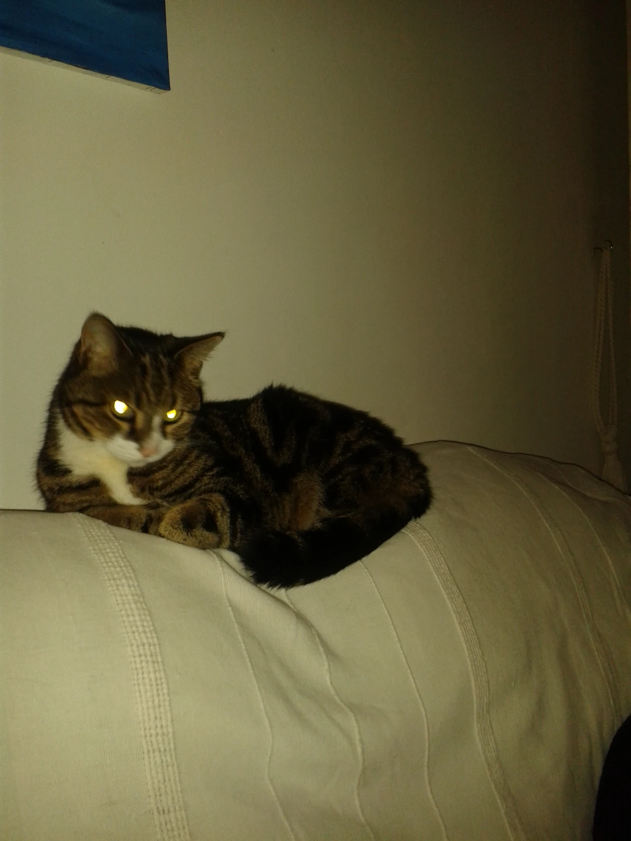 image-7