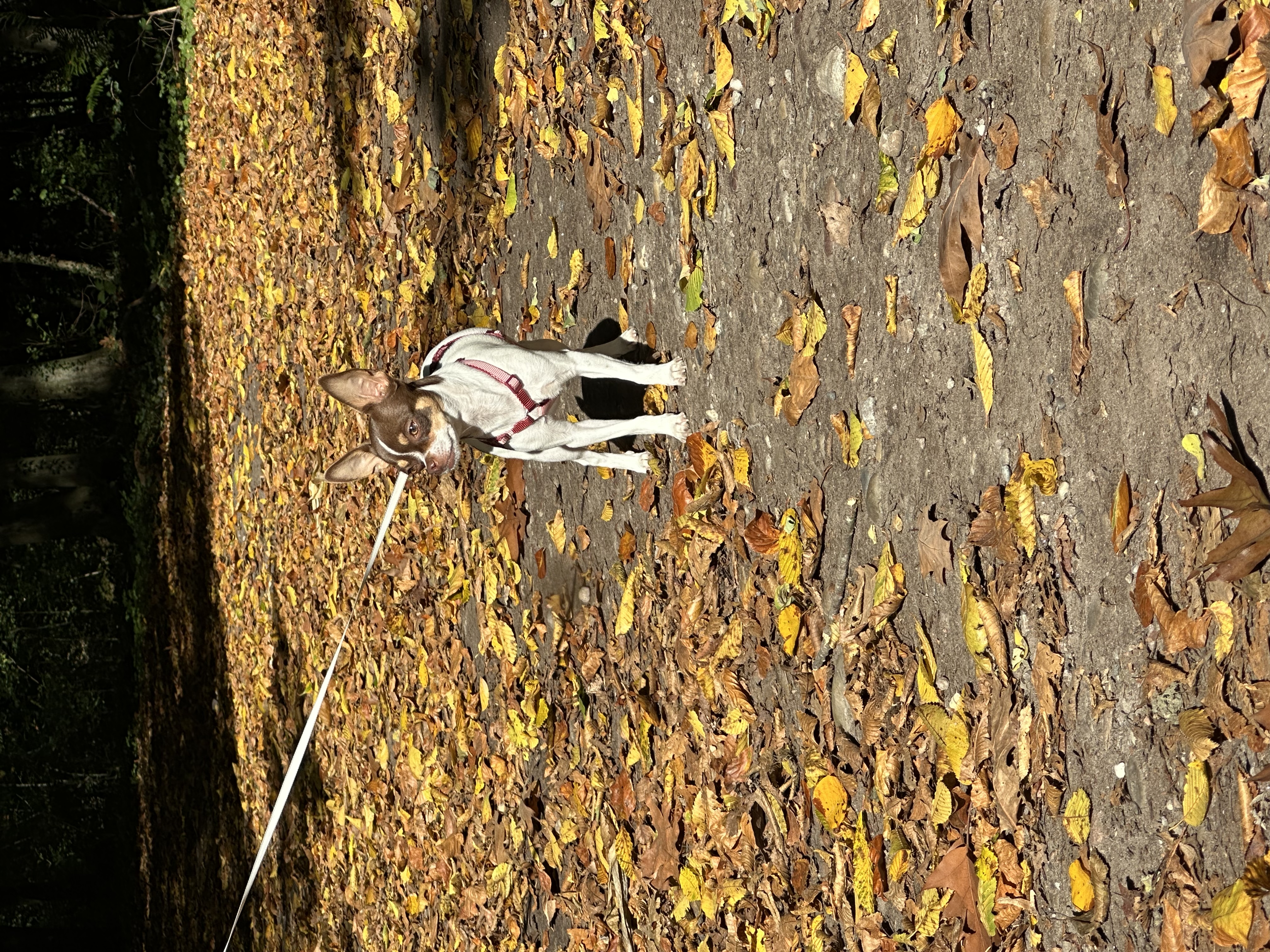 image-6