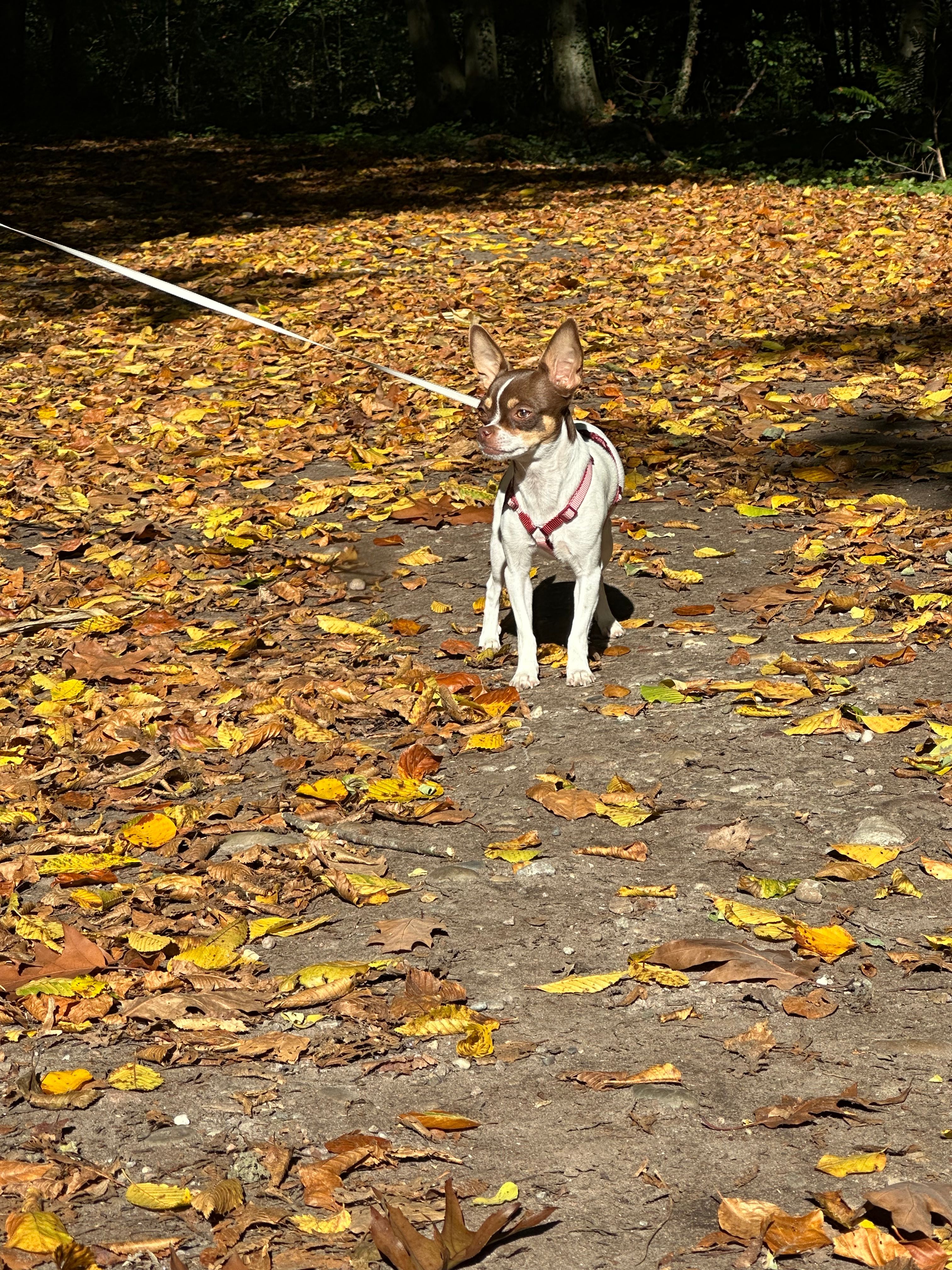 image-6