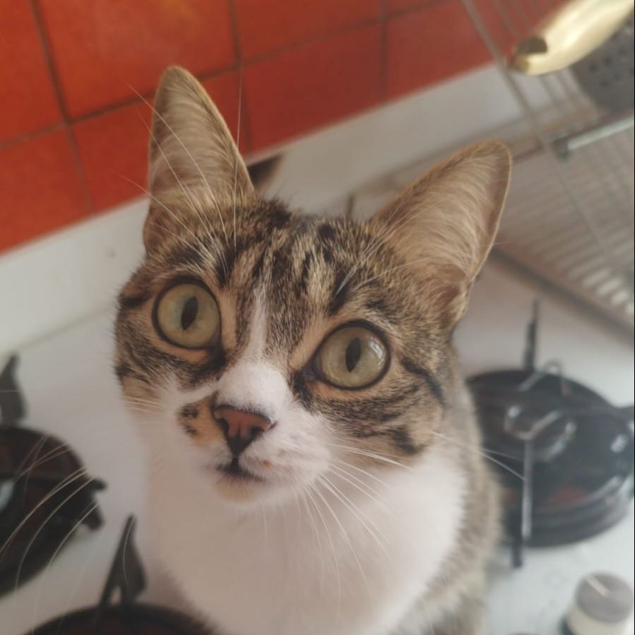 Mora