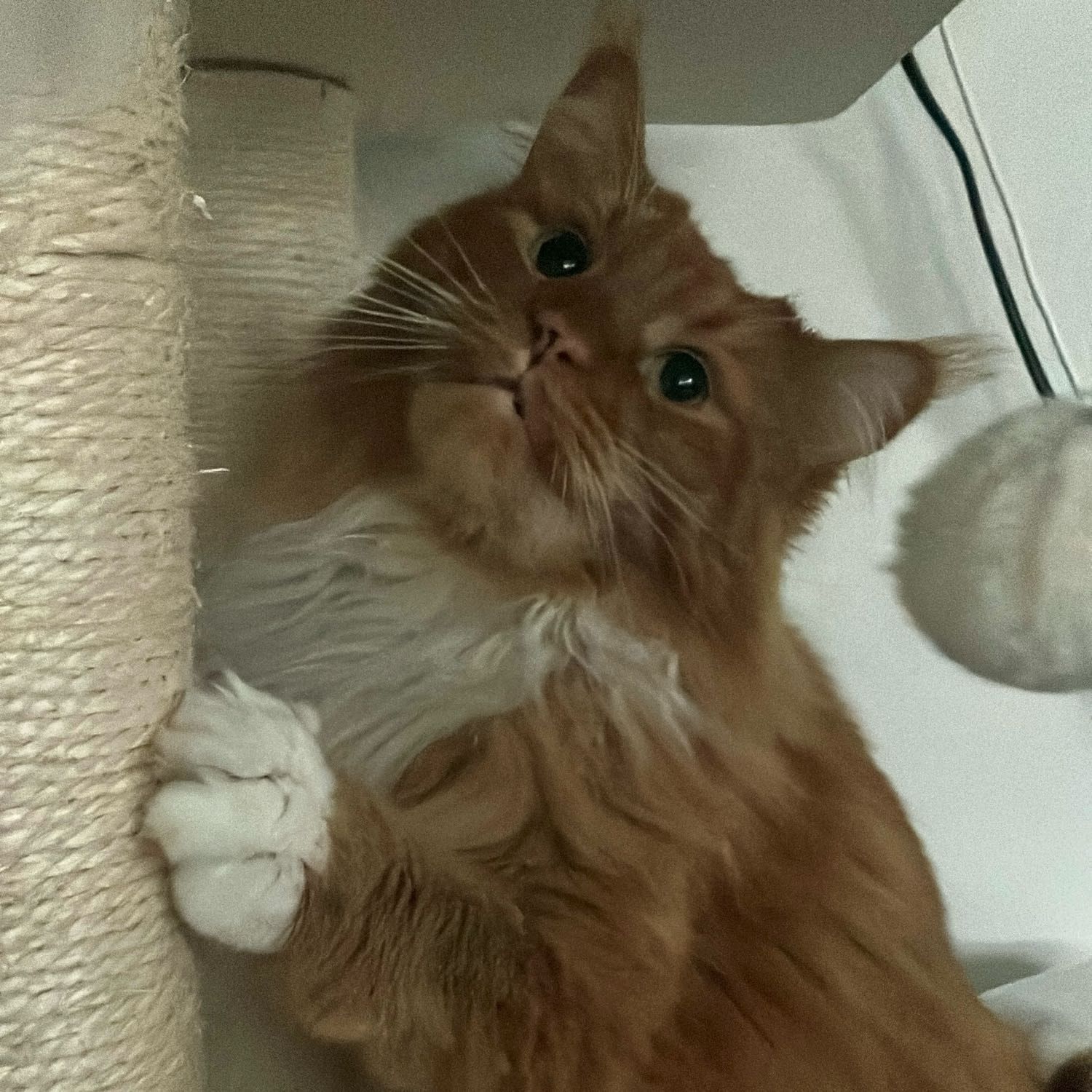 Charlie