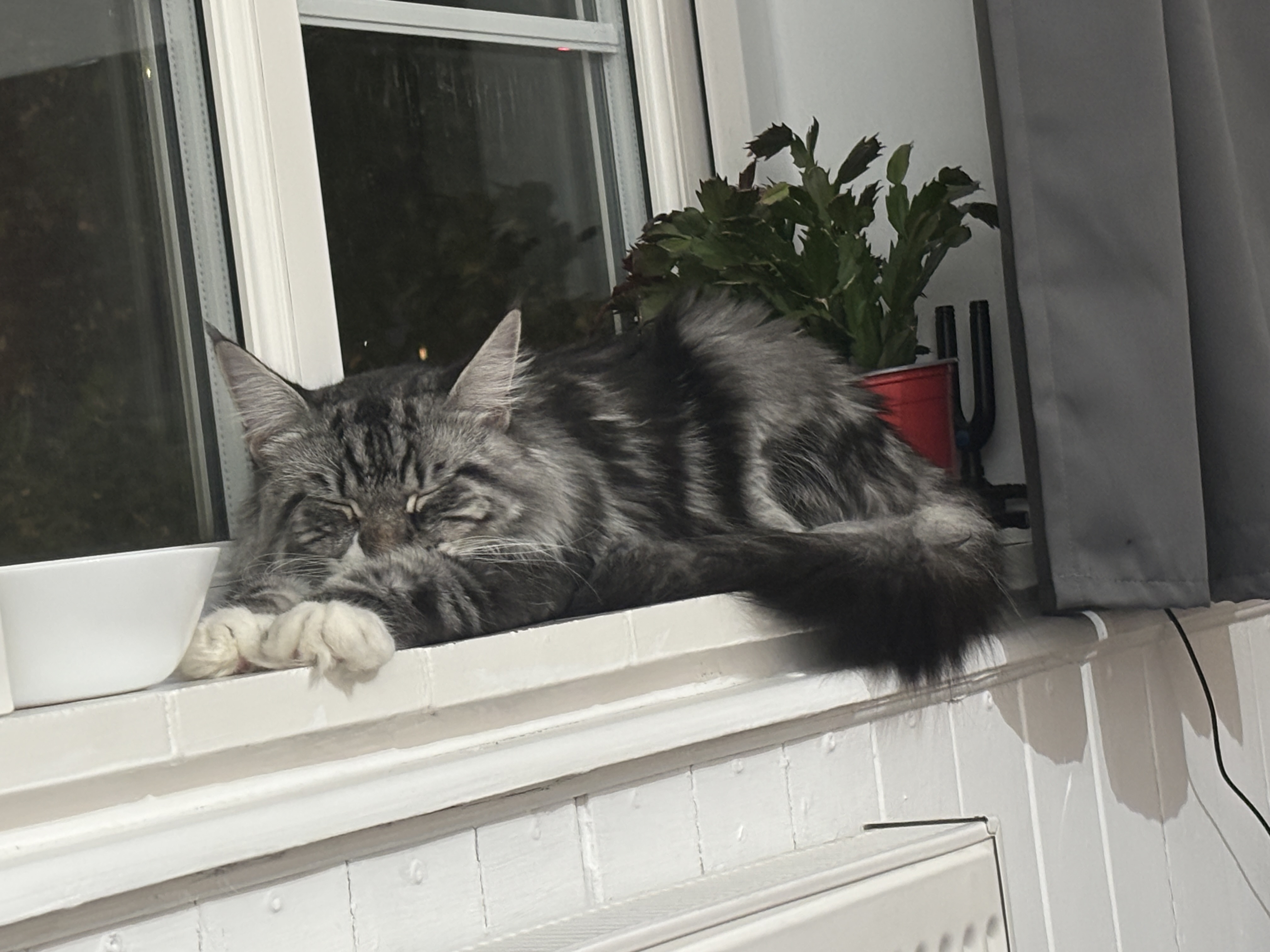 image-11