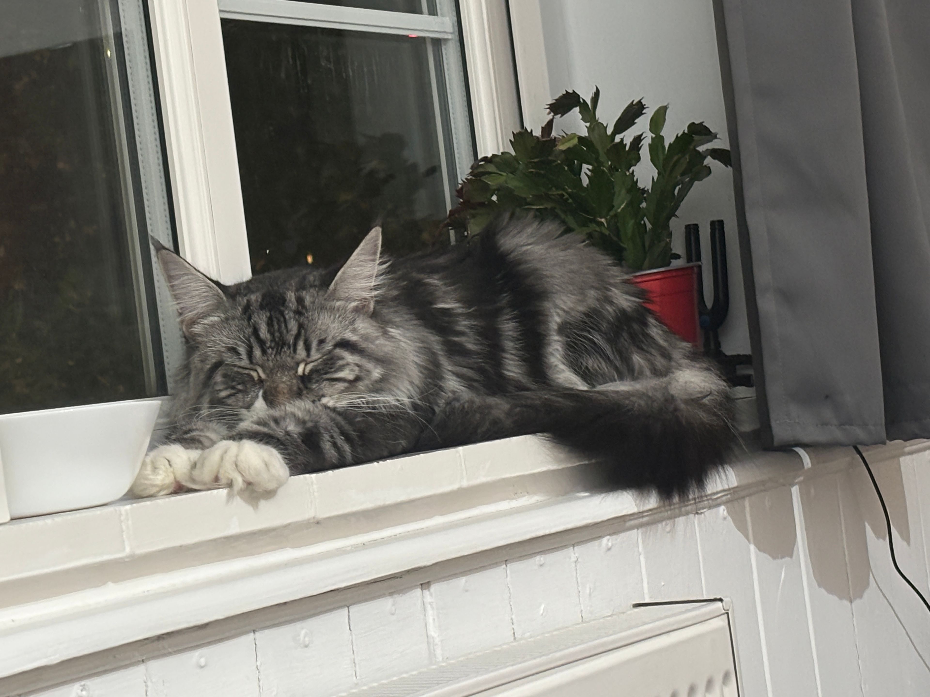 image-11