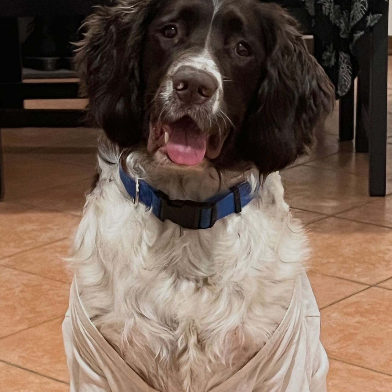 Bruno