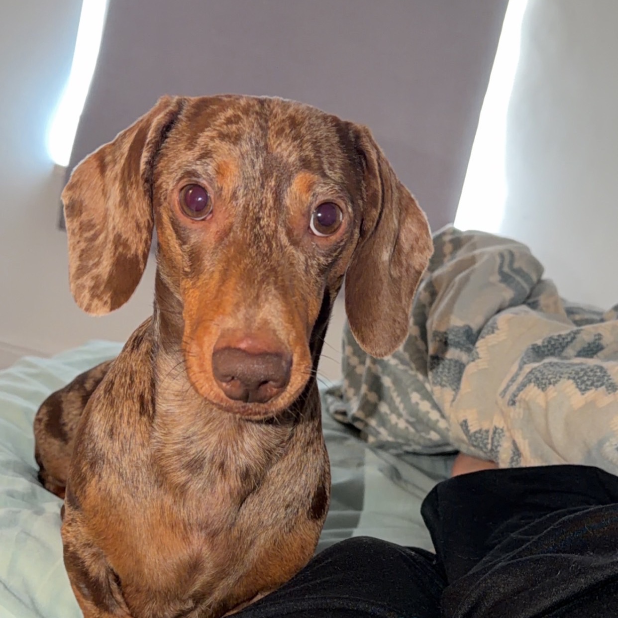 Dobby 