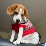 Benji