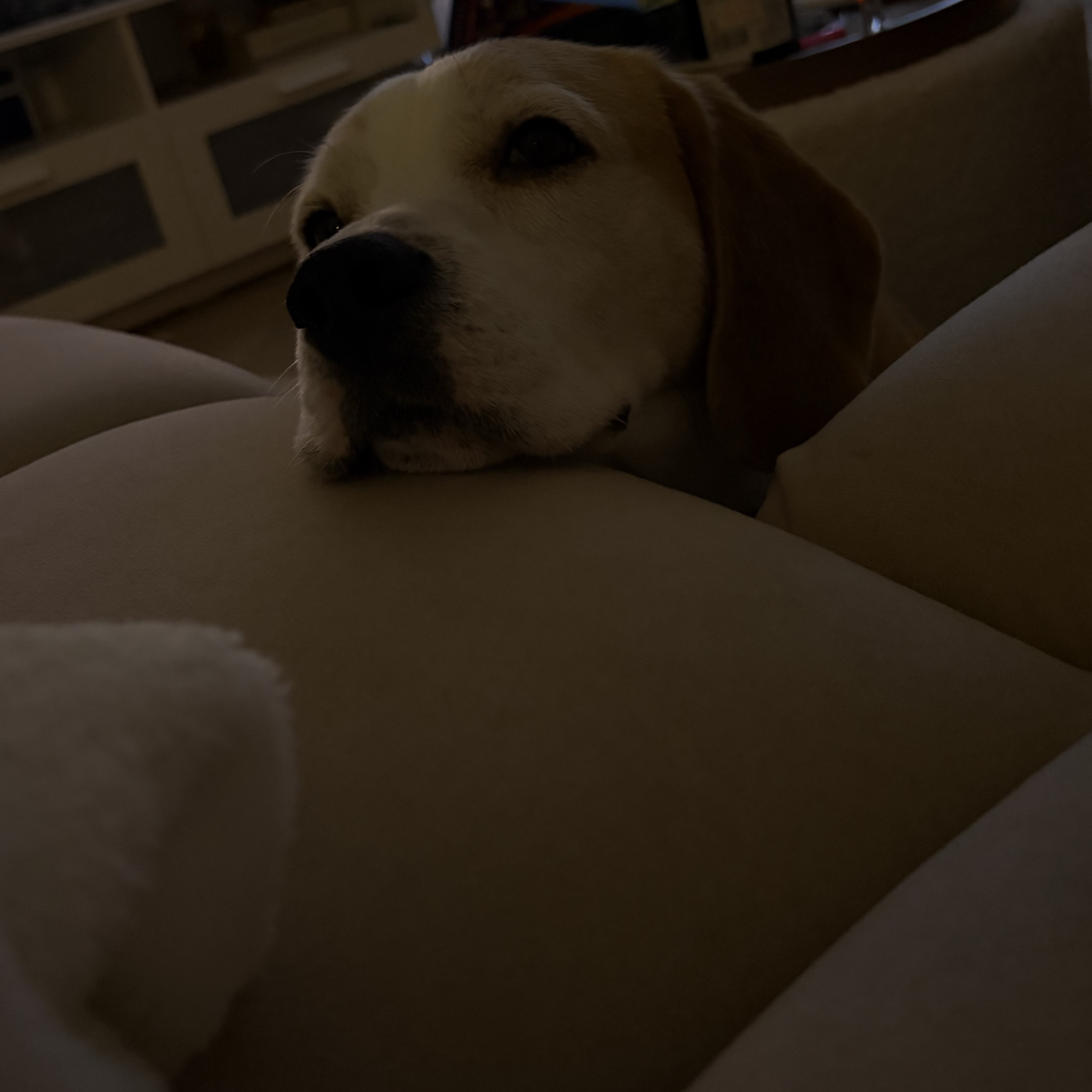 Benji