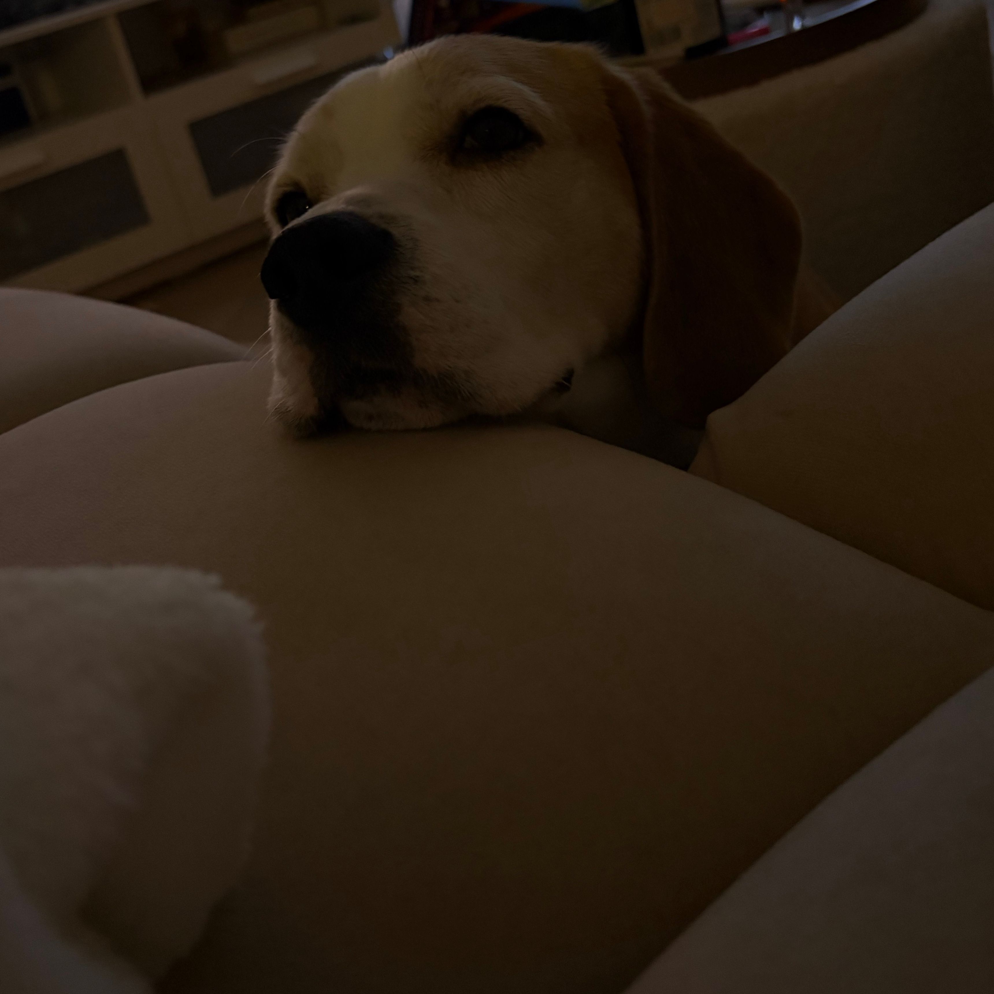 Benji