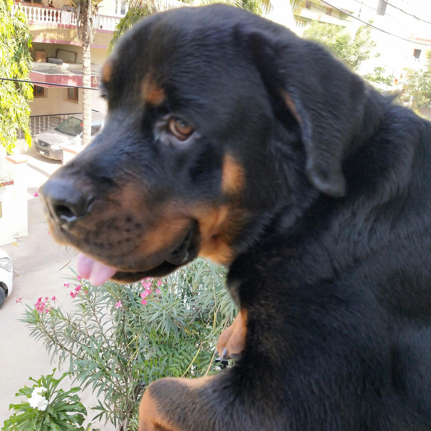 Dhruva