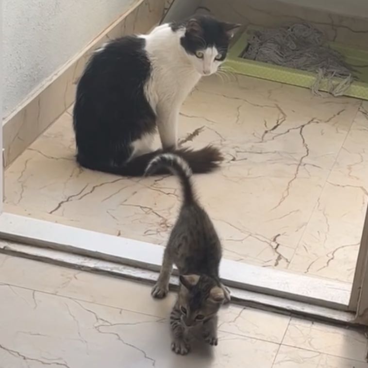 kitty