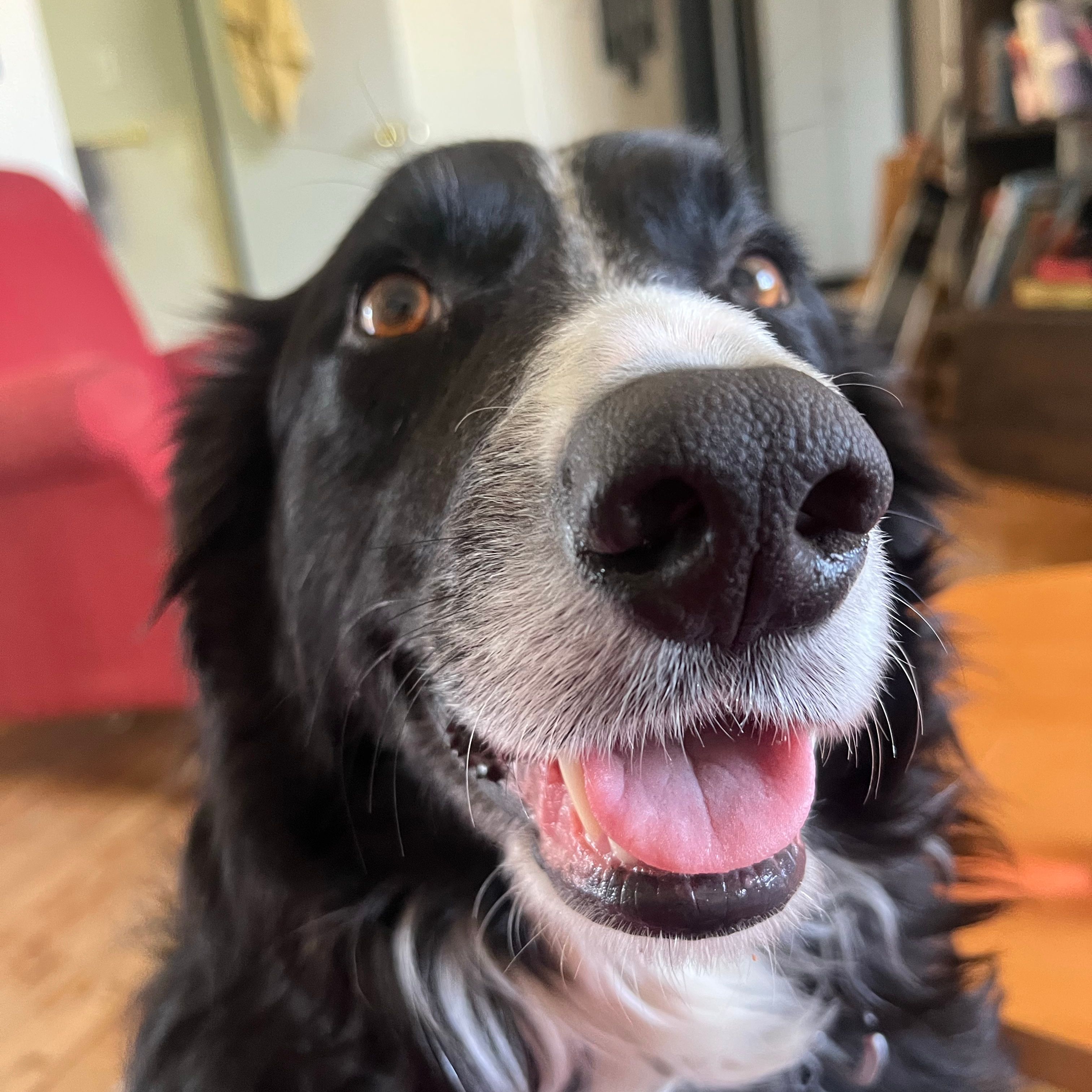 Archie