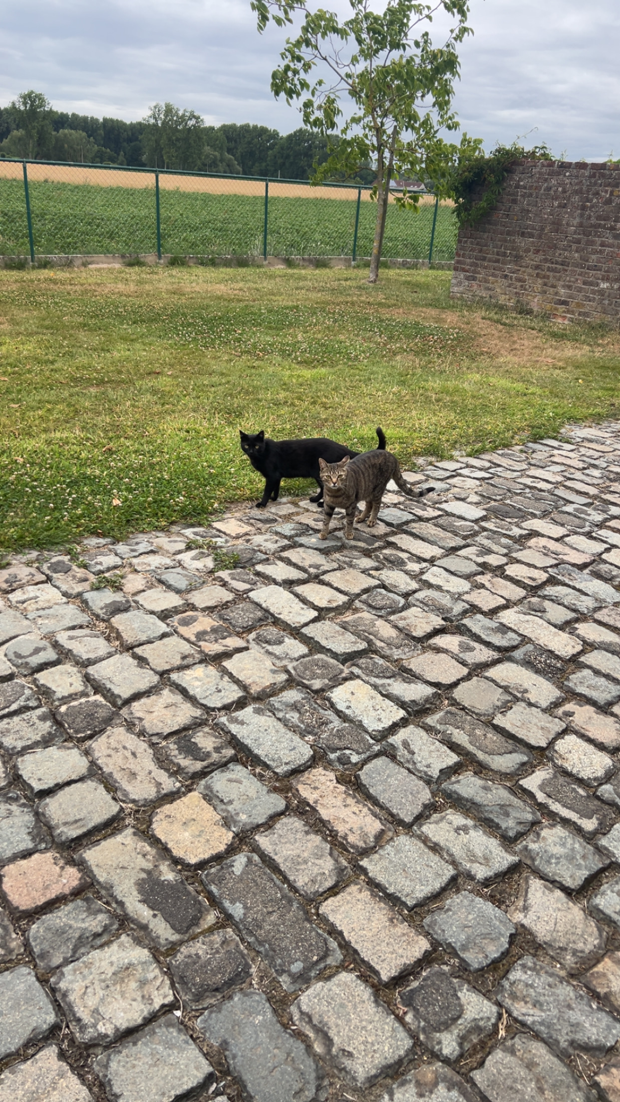 image-11