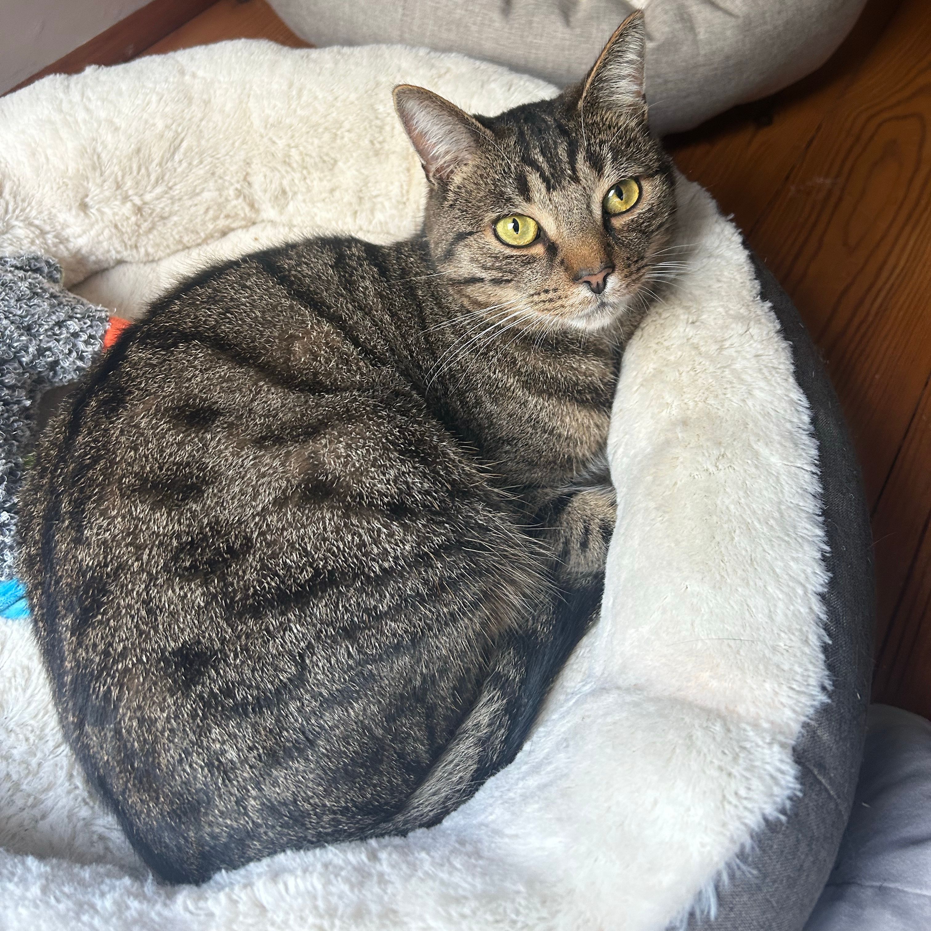 Tijger