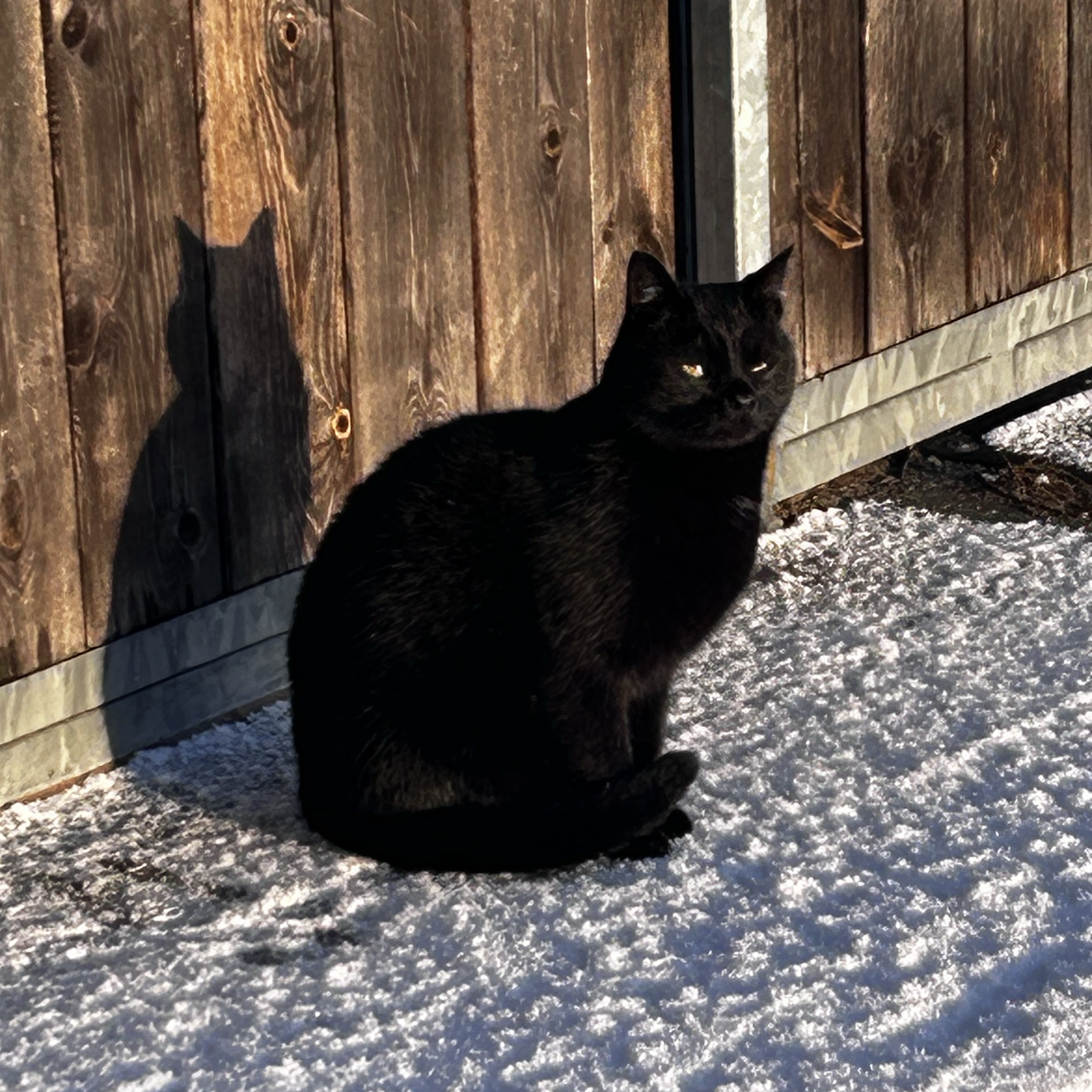Blacky