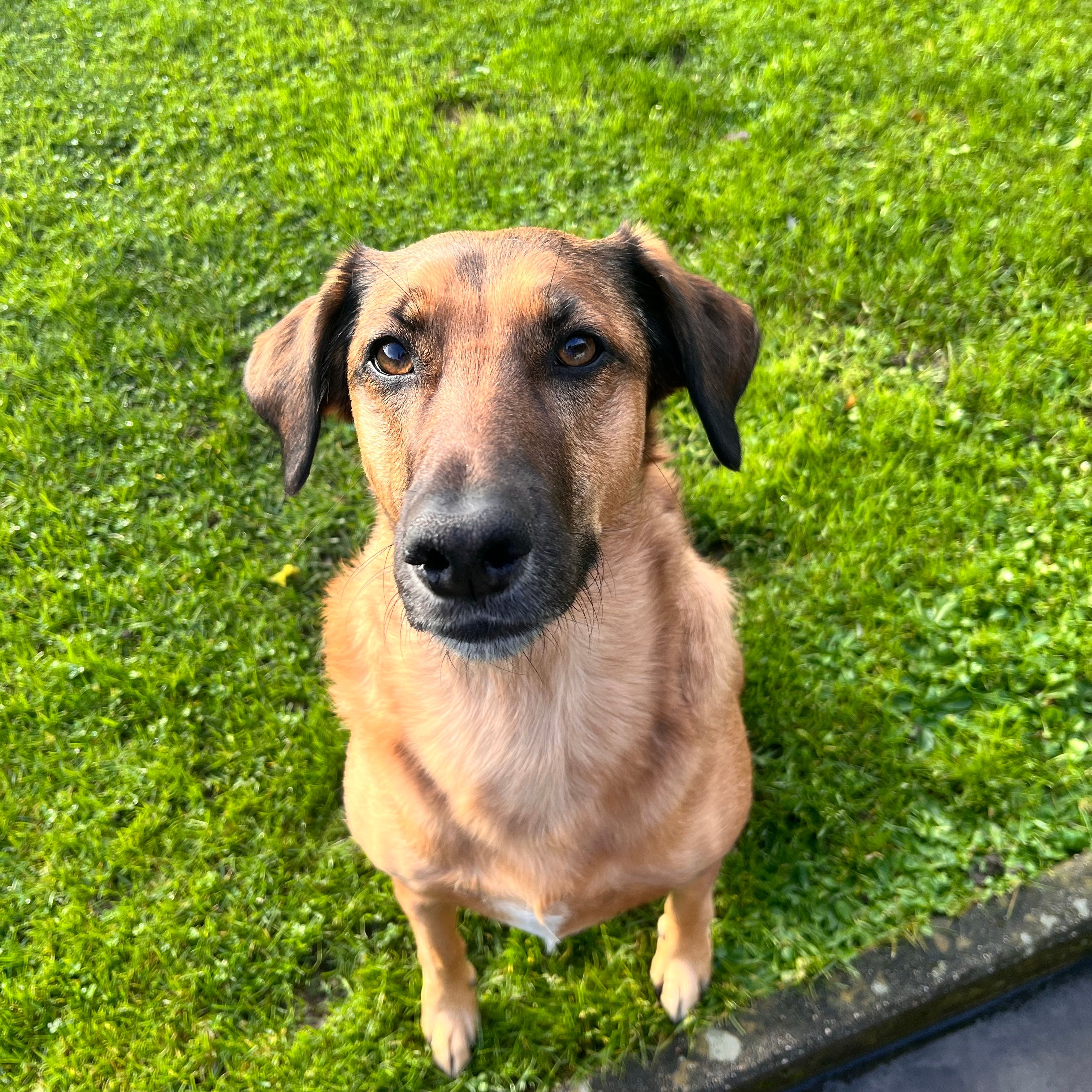 Stella