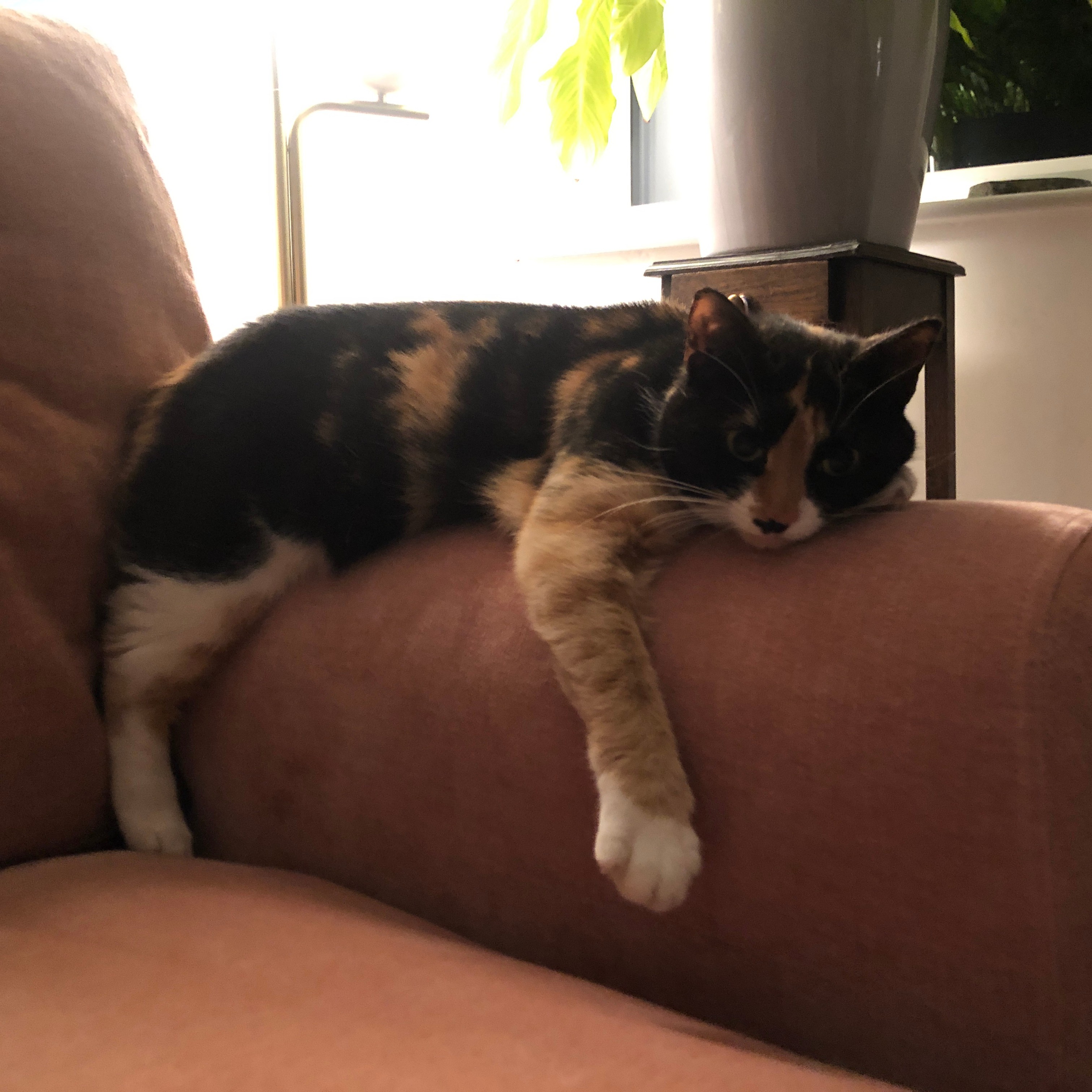 Jaz