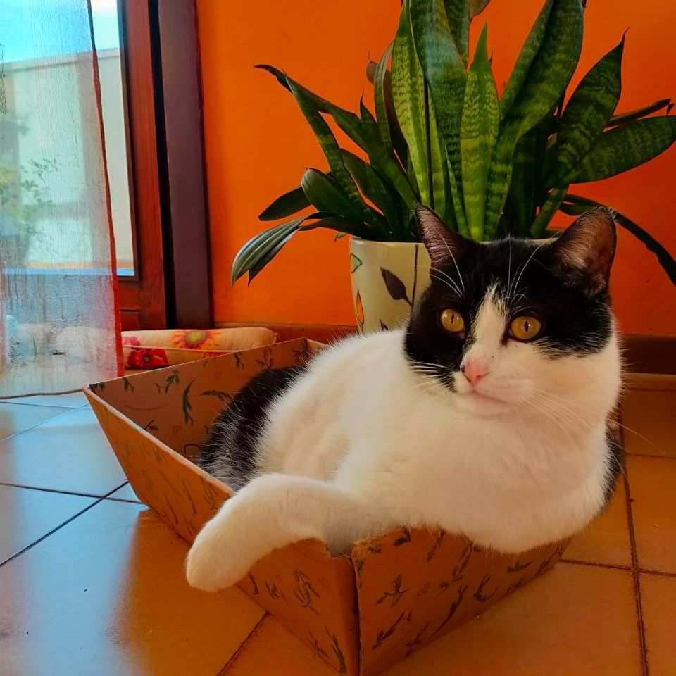 Balù 