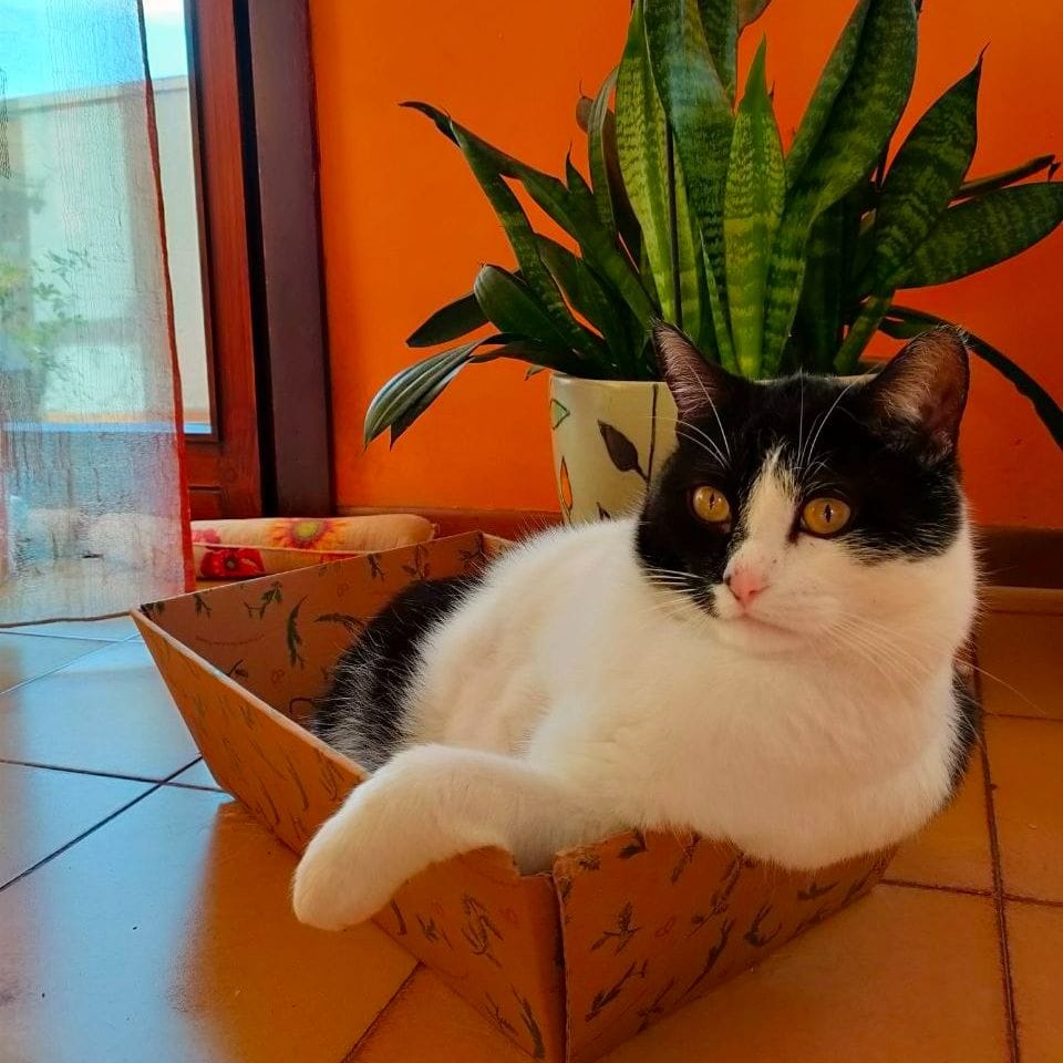 Balù