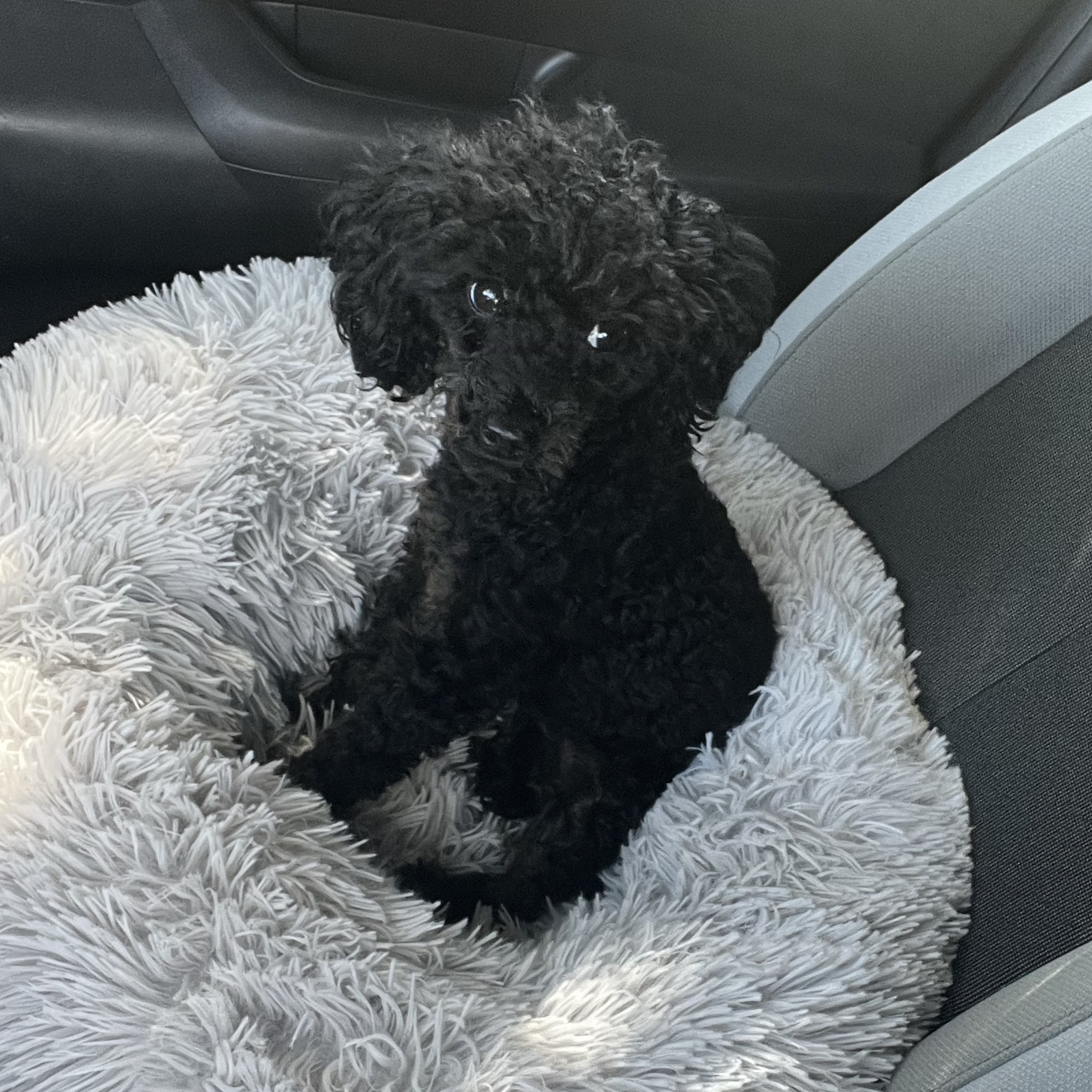 Bella