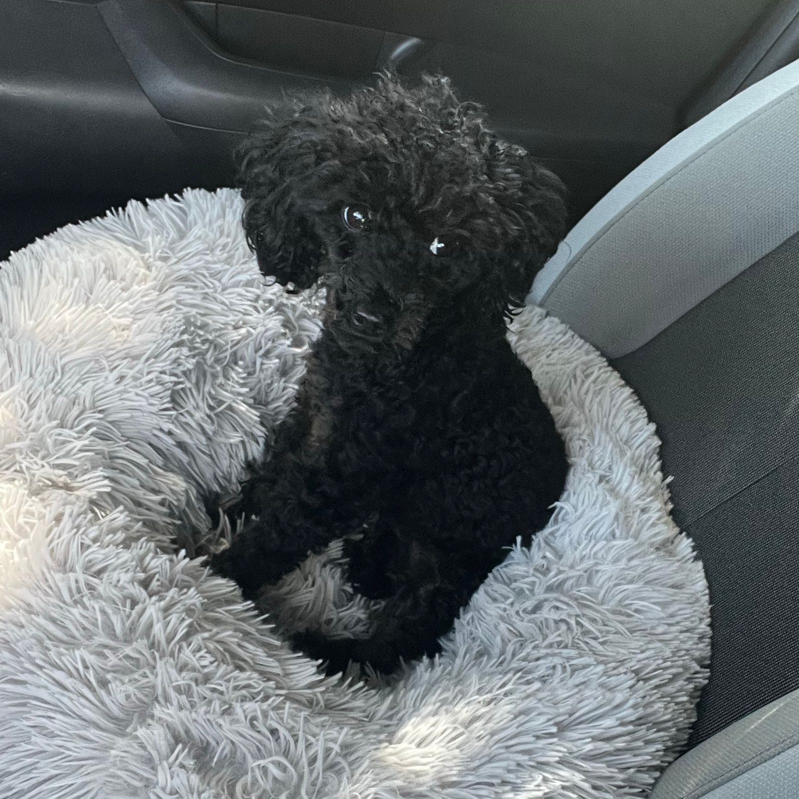 Bella