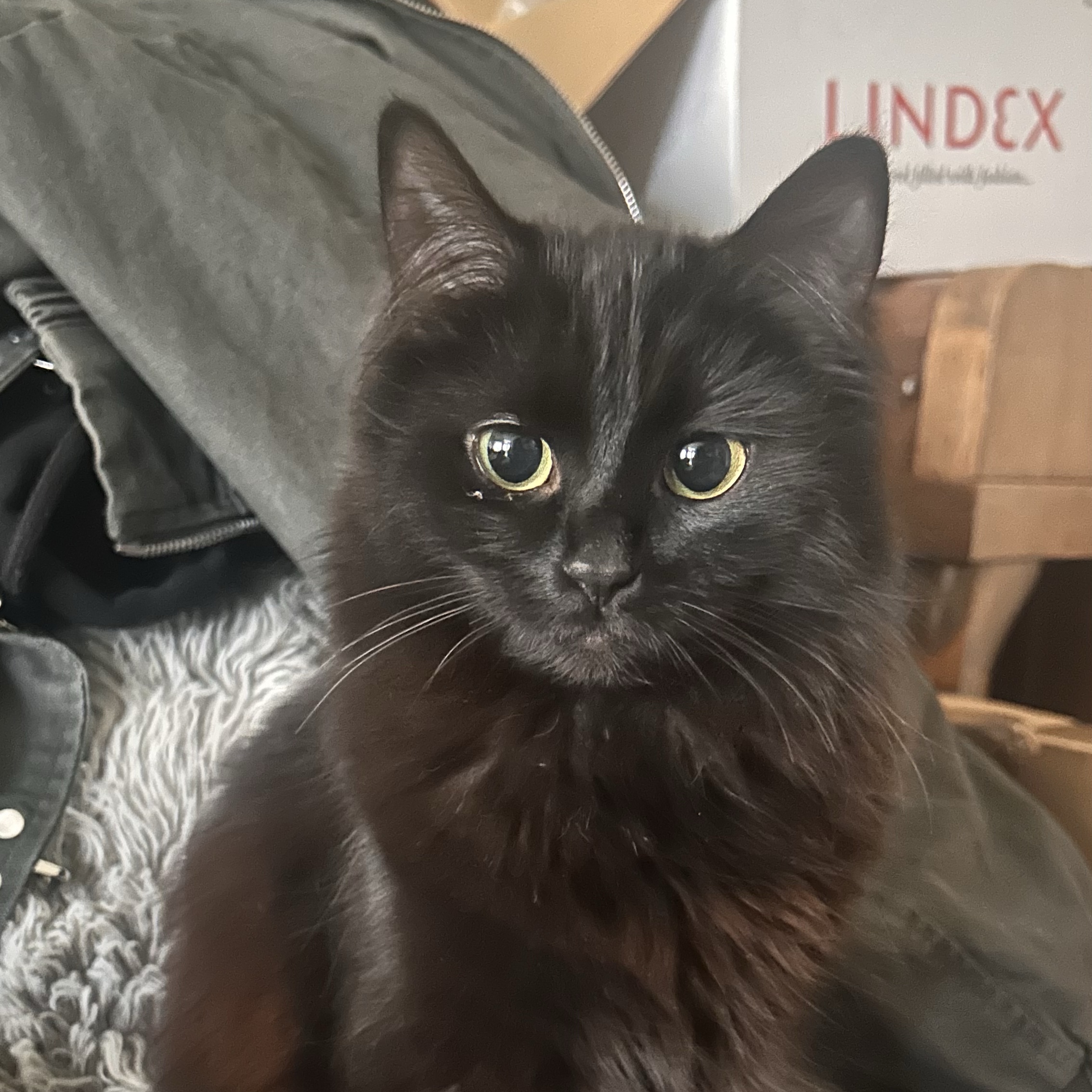 Millie