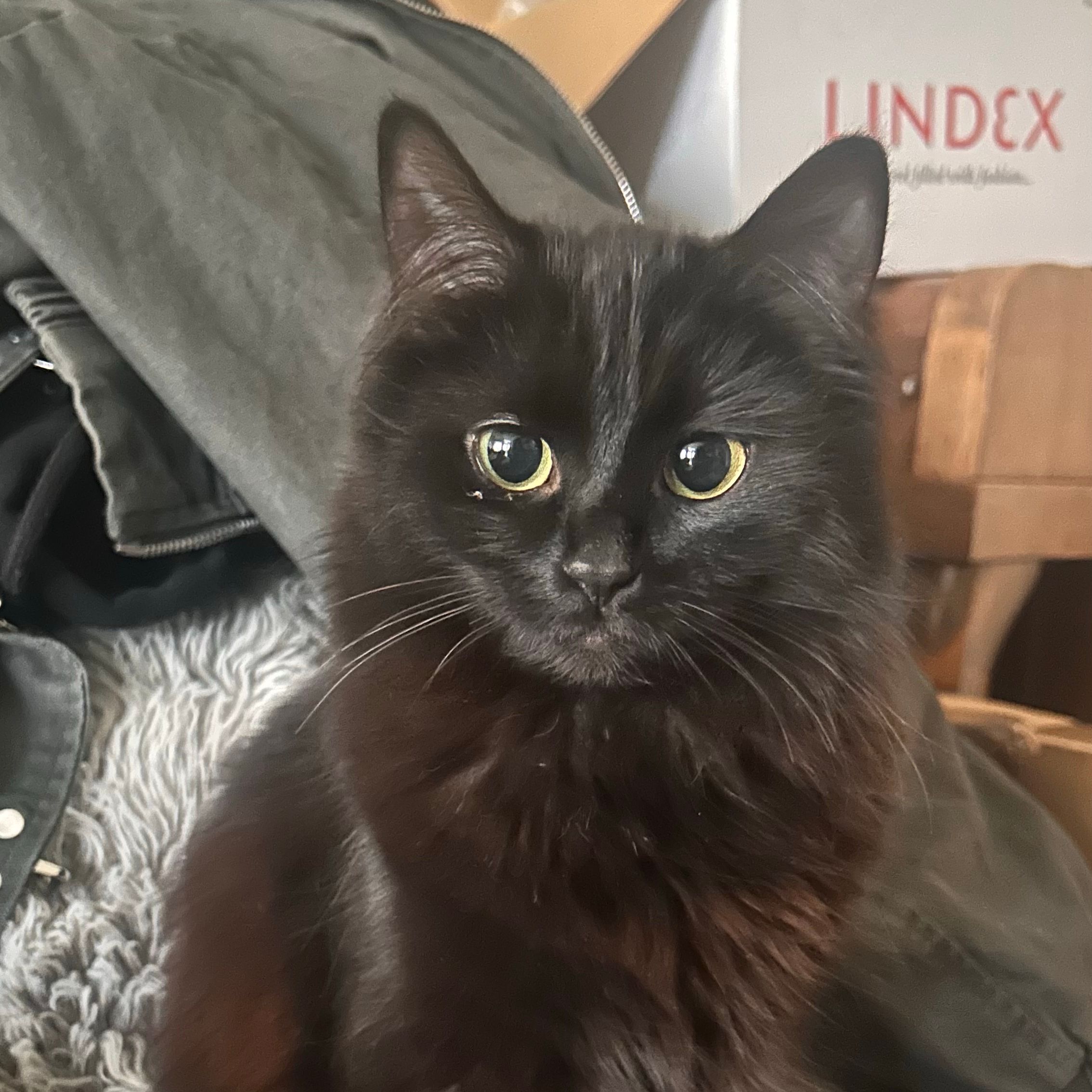 Millie