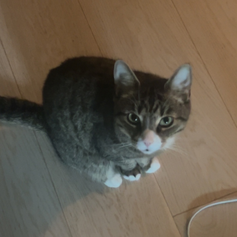 Bamse