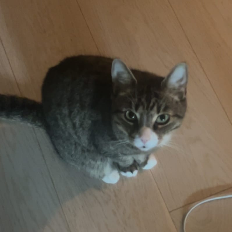 Bamse