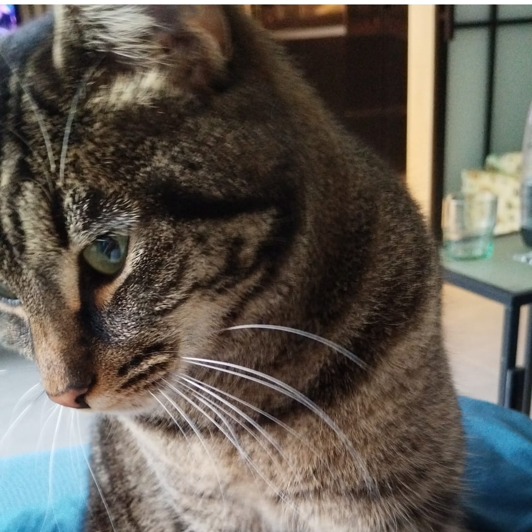 Cleo