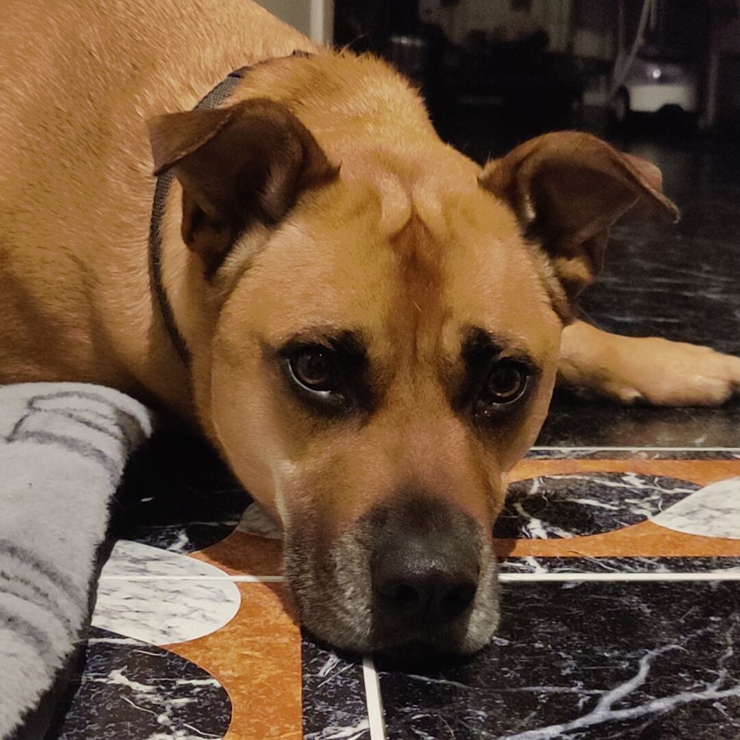 yoshi