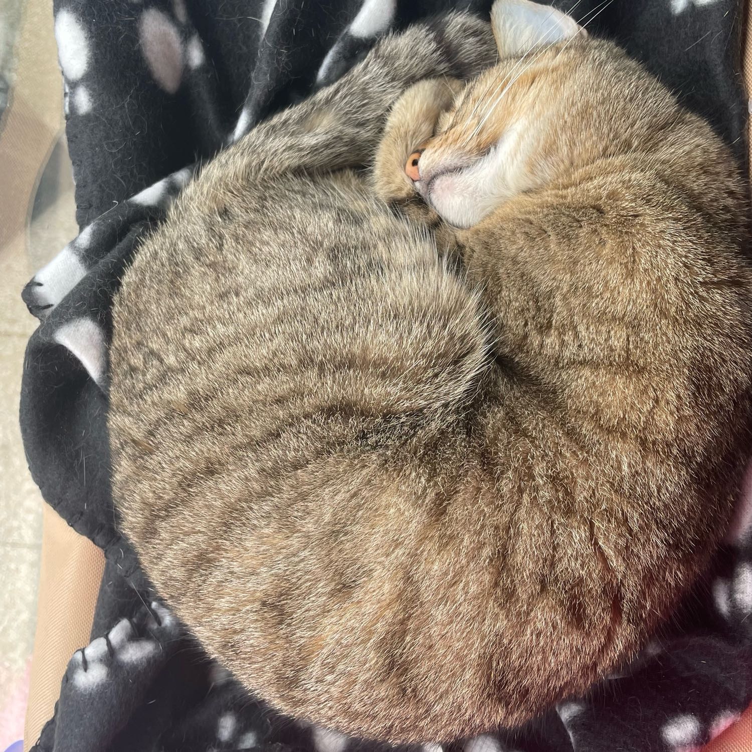 Nala
