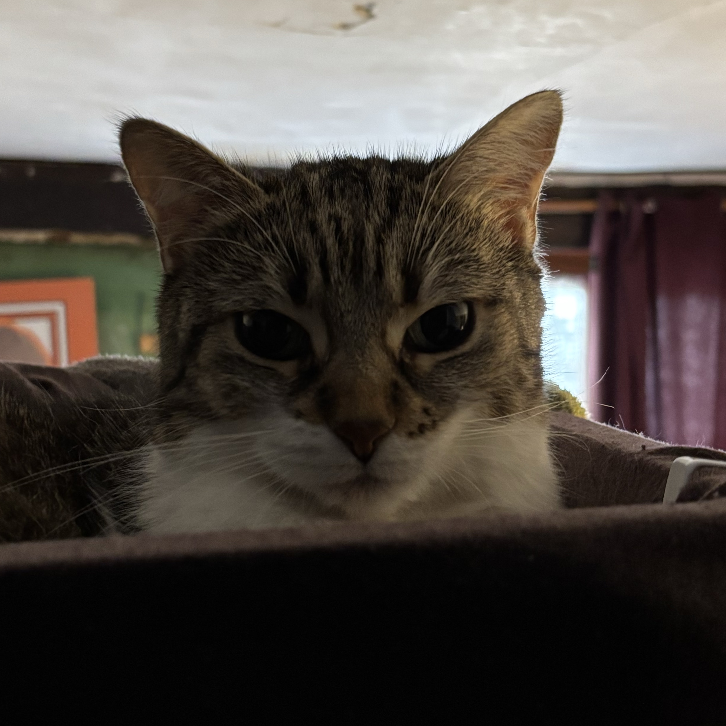 Nala
