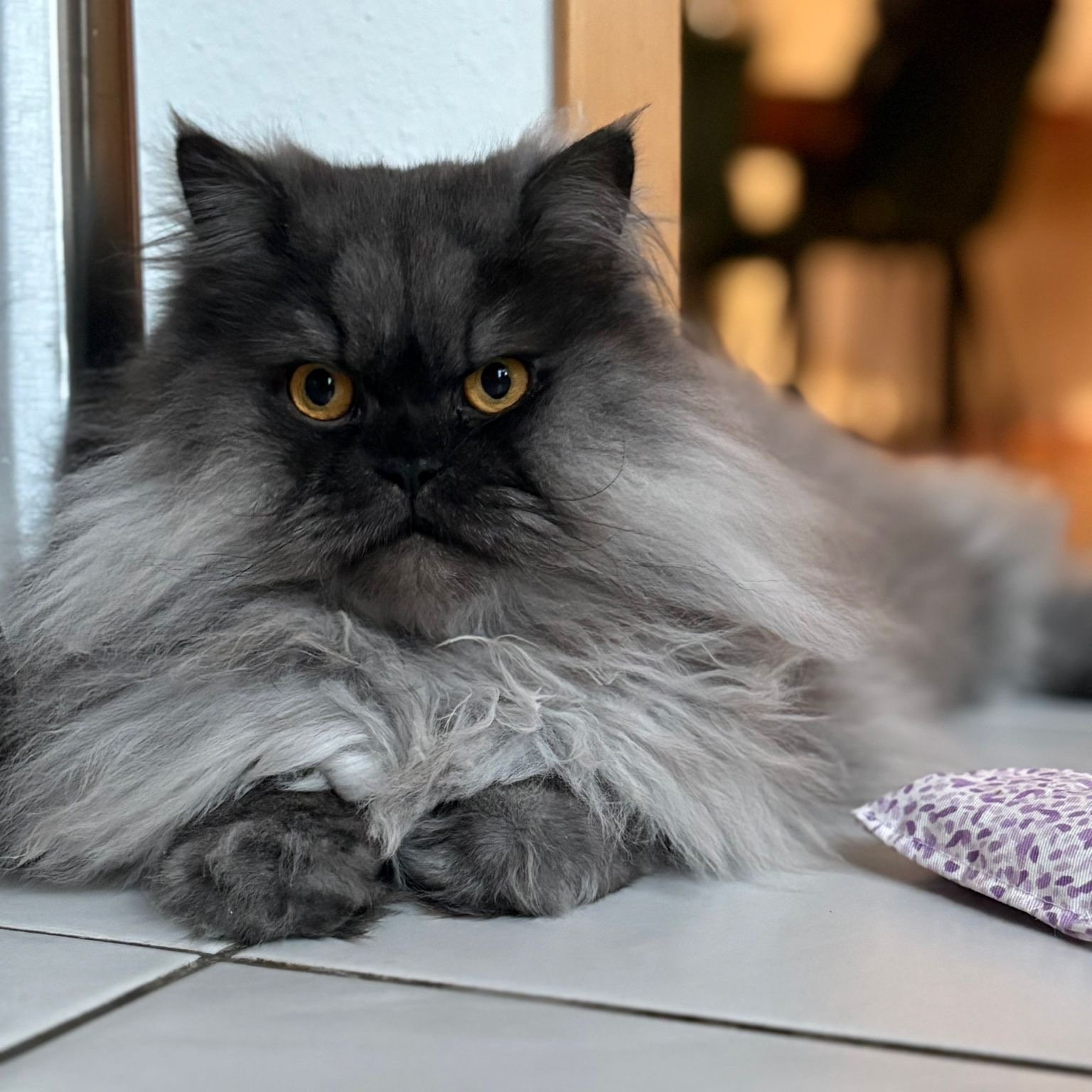 Merlin