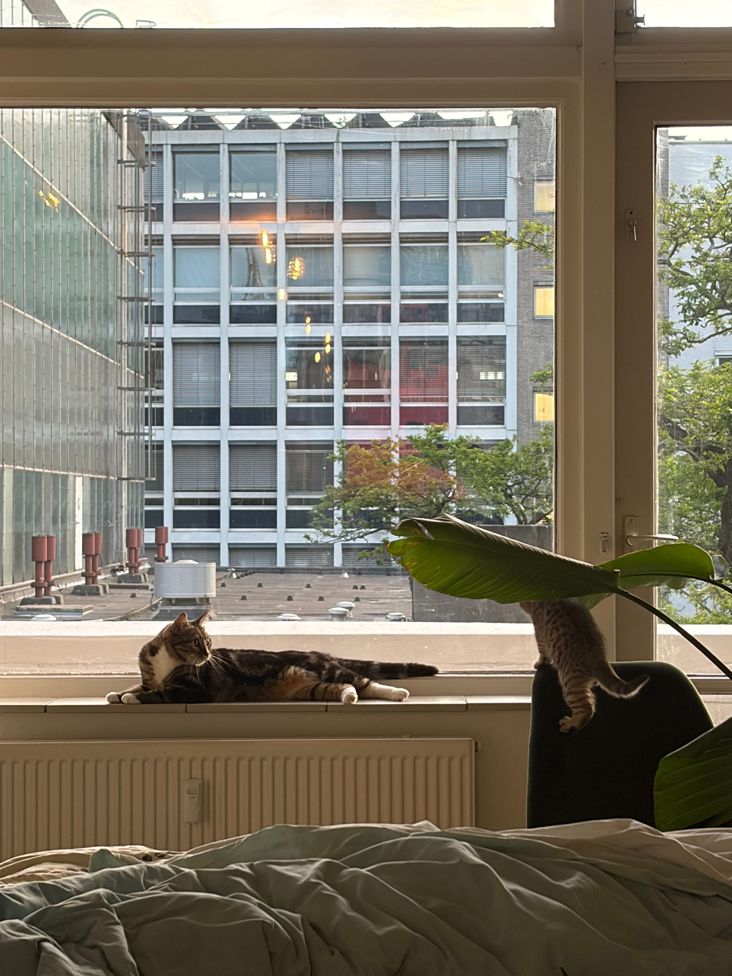 image-10