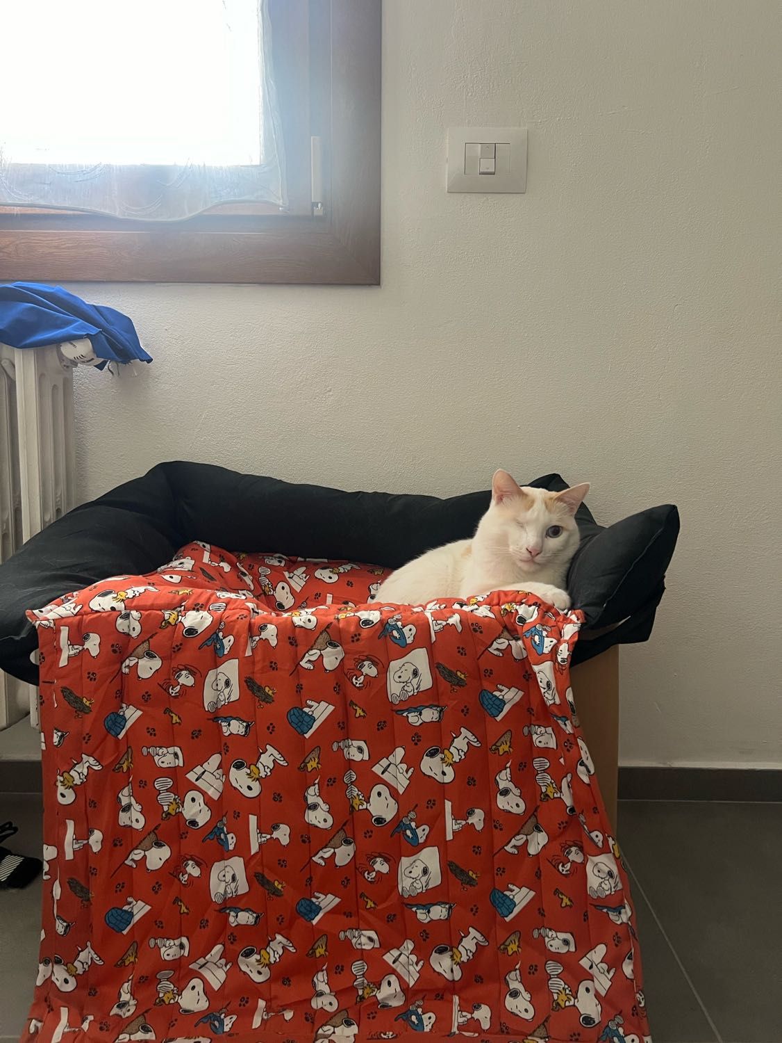 image-17