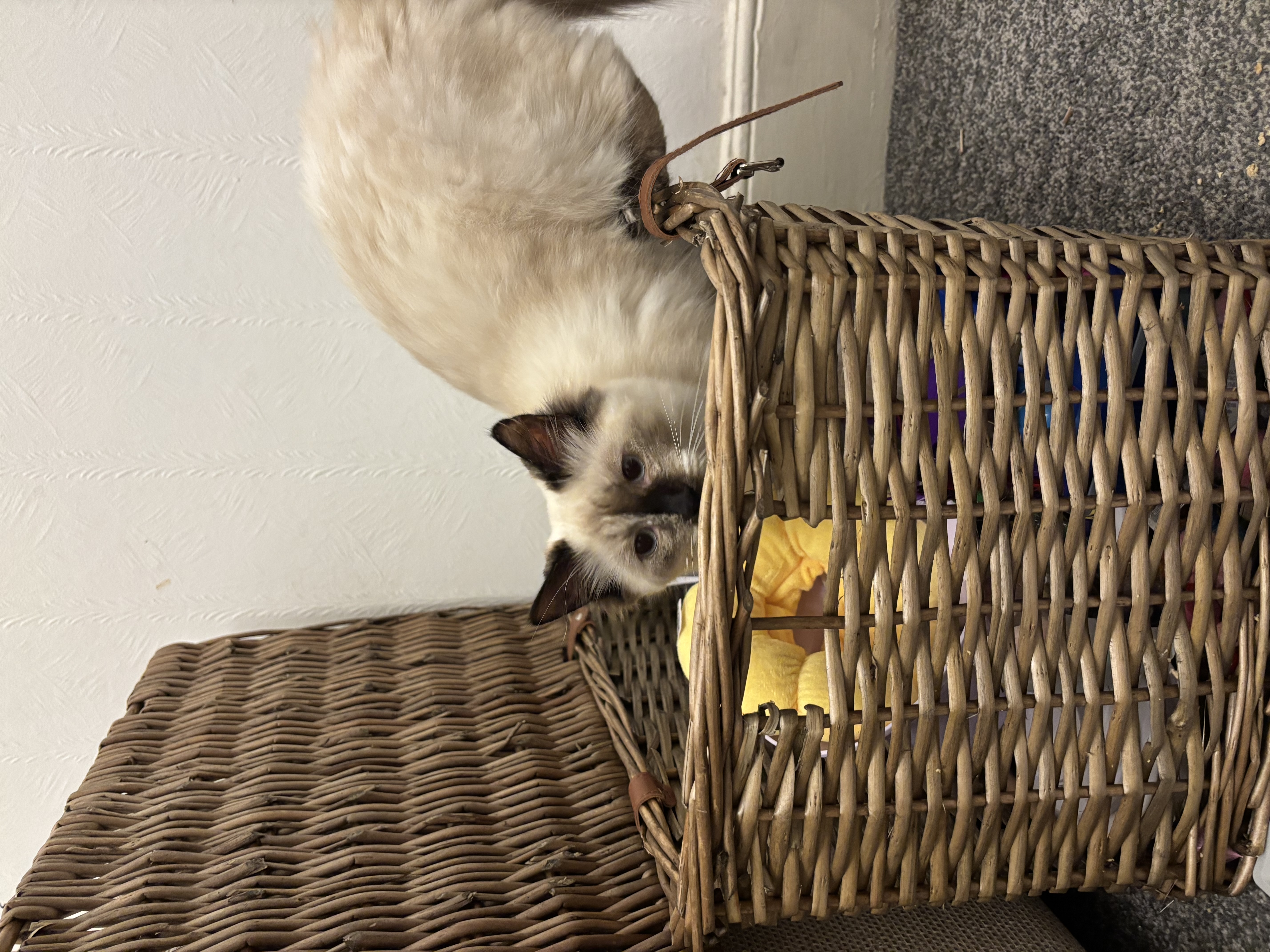 image-11