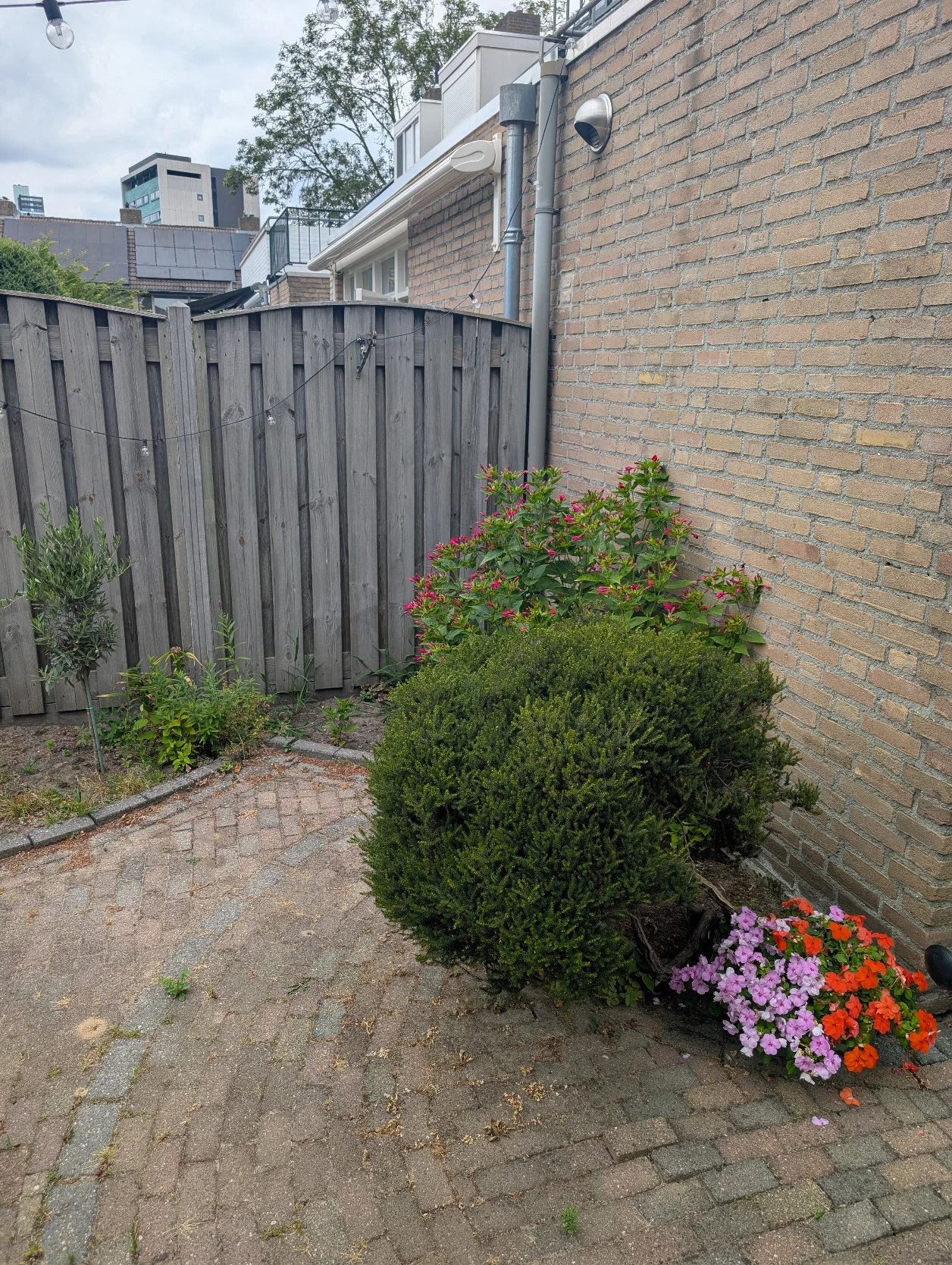image-19