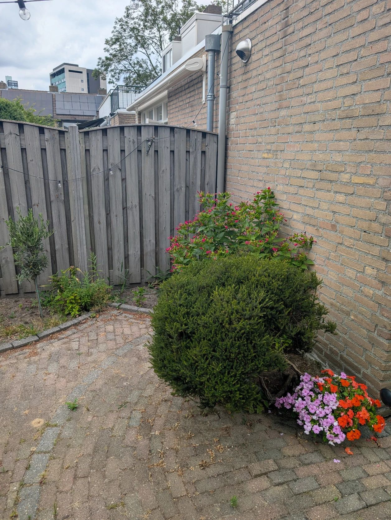 image-19