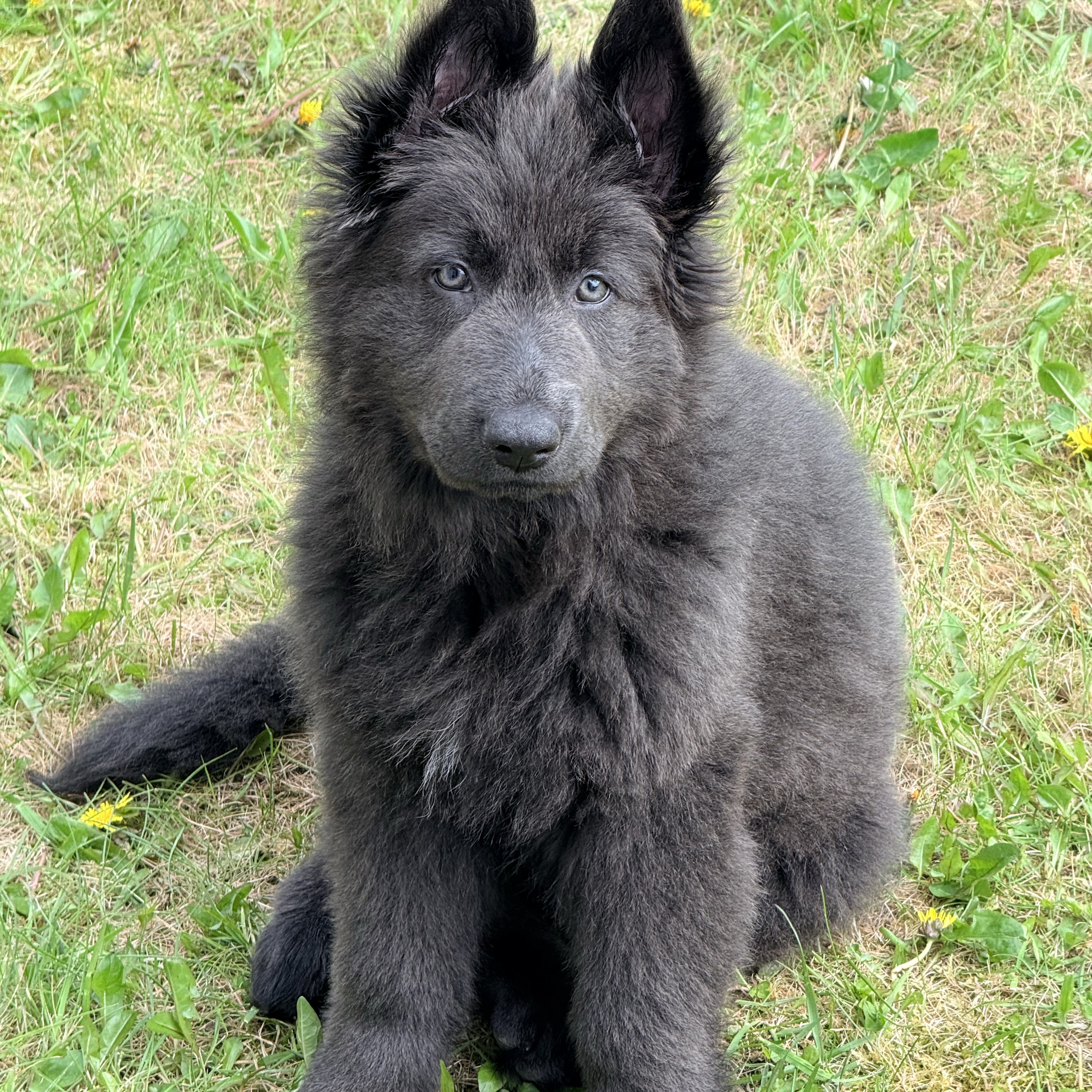 Skye