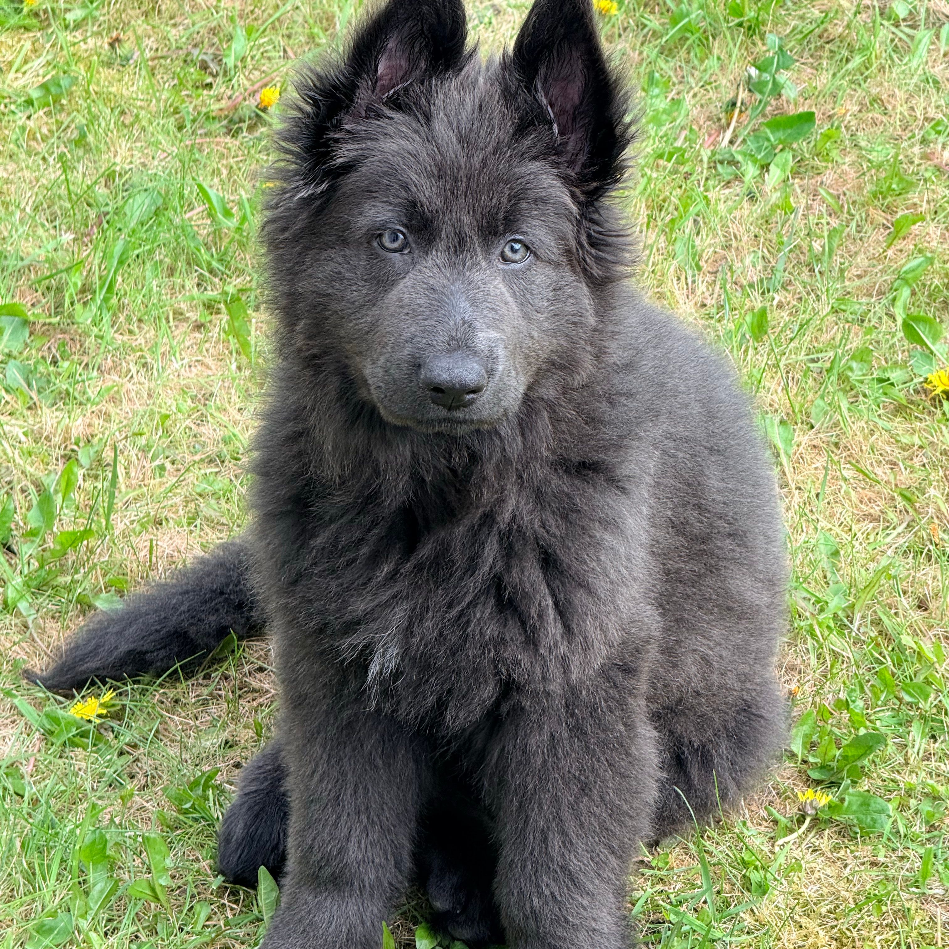 Skye