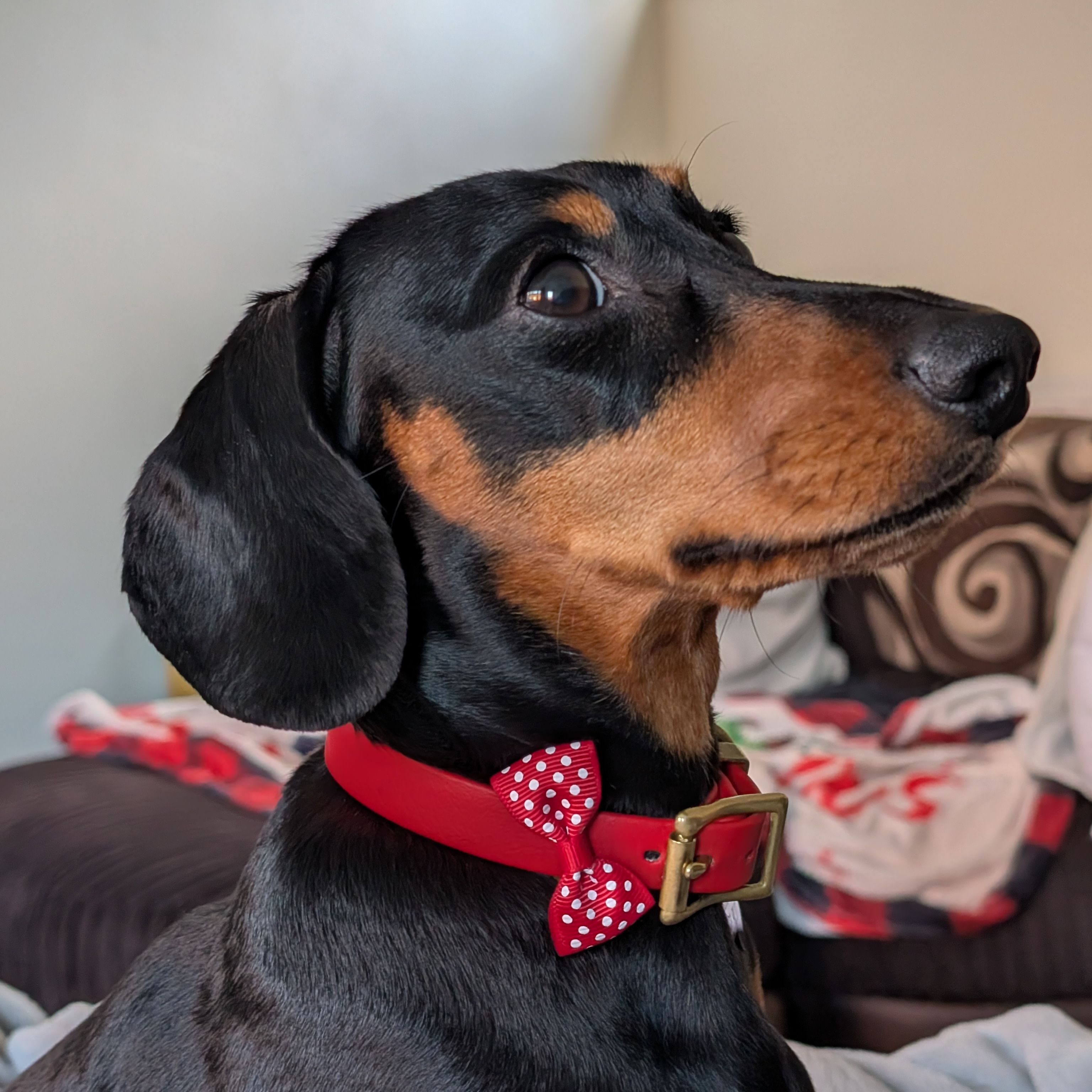 Cosmo