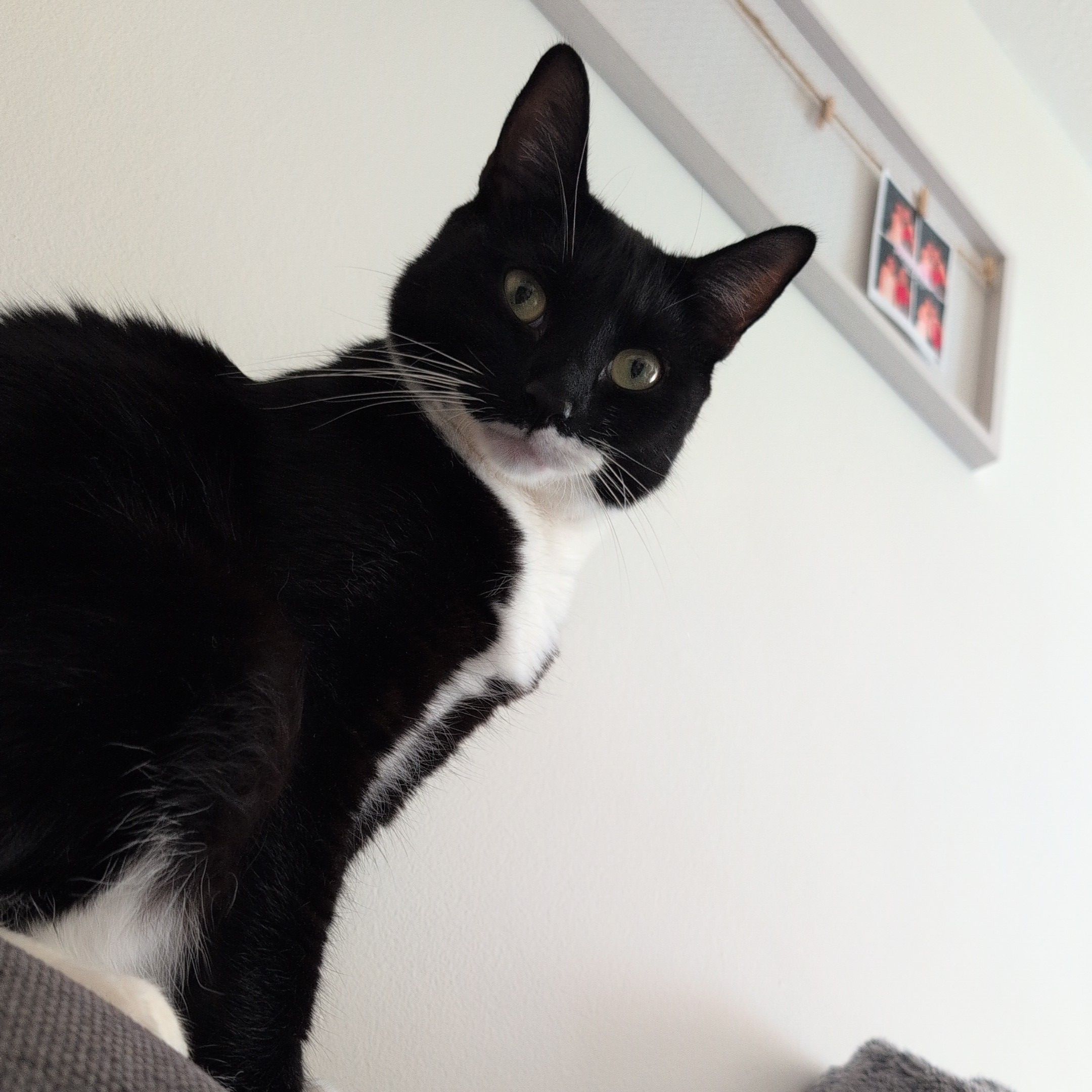 Tuxy