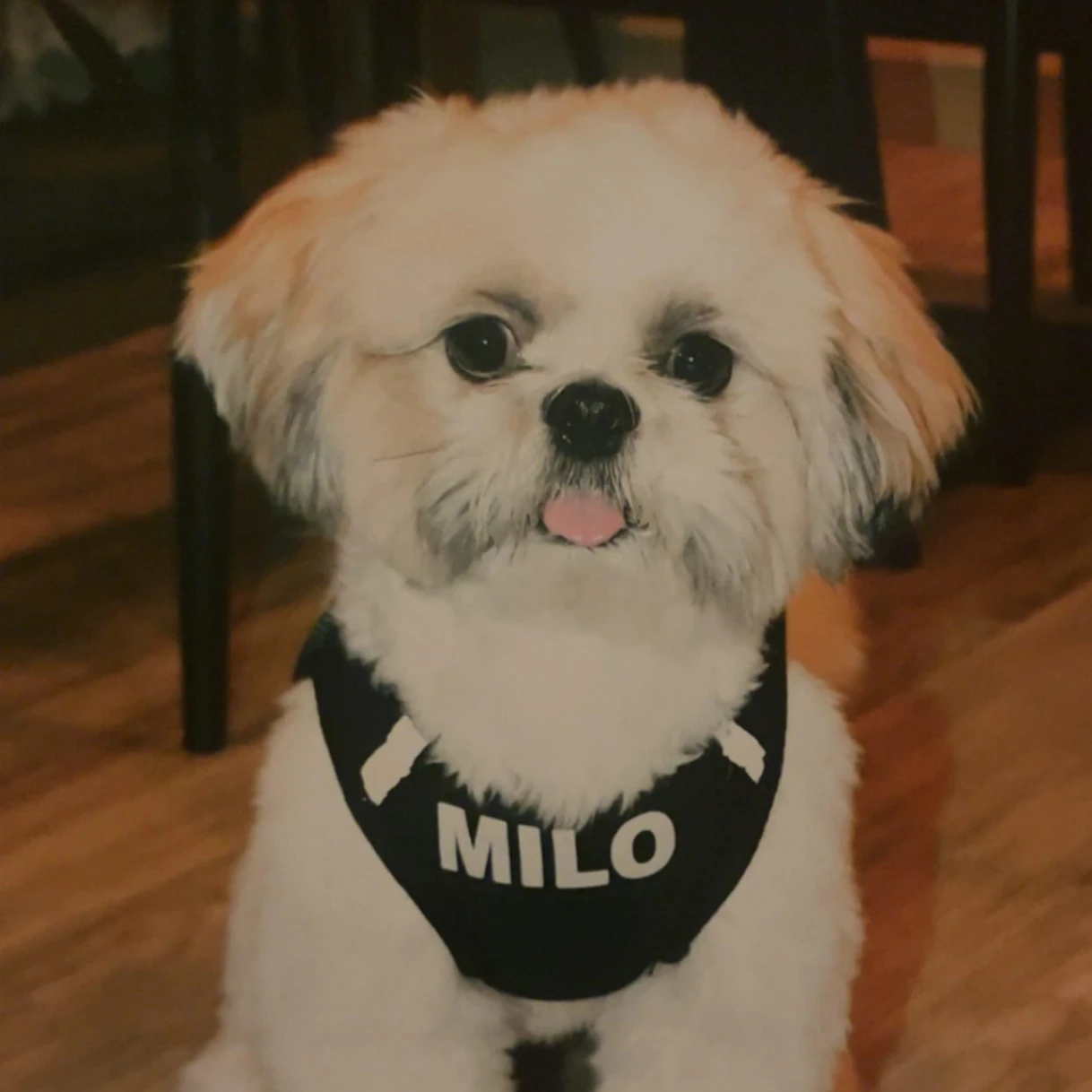 milo