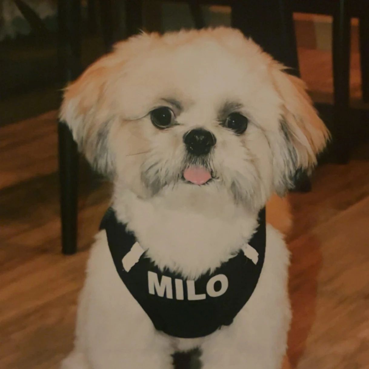 milo