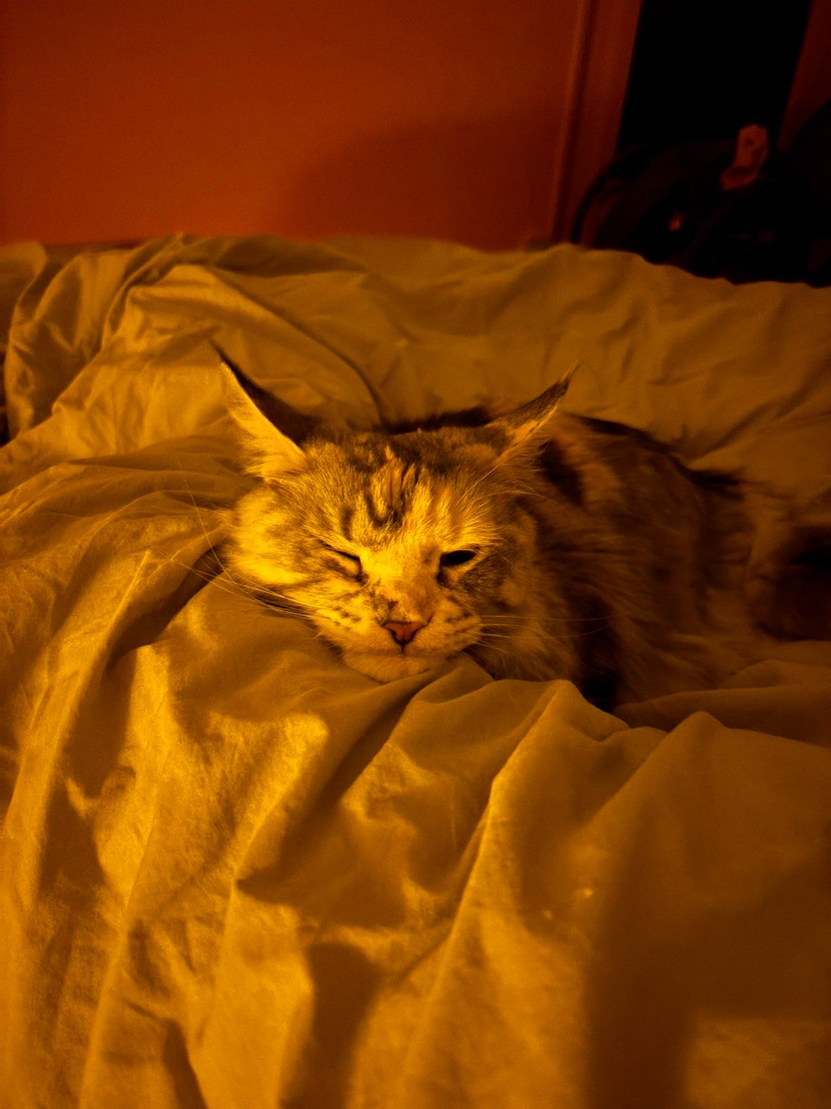 image-8