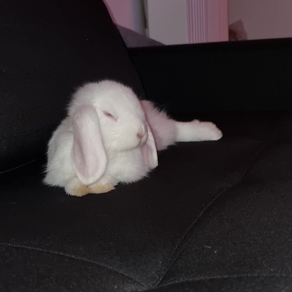 Albi