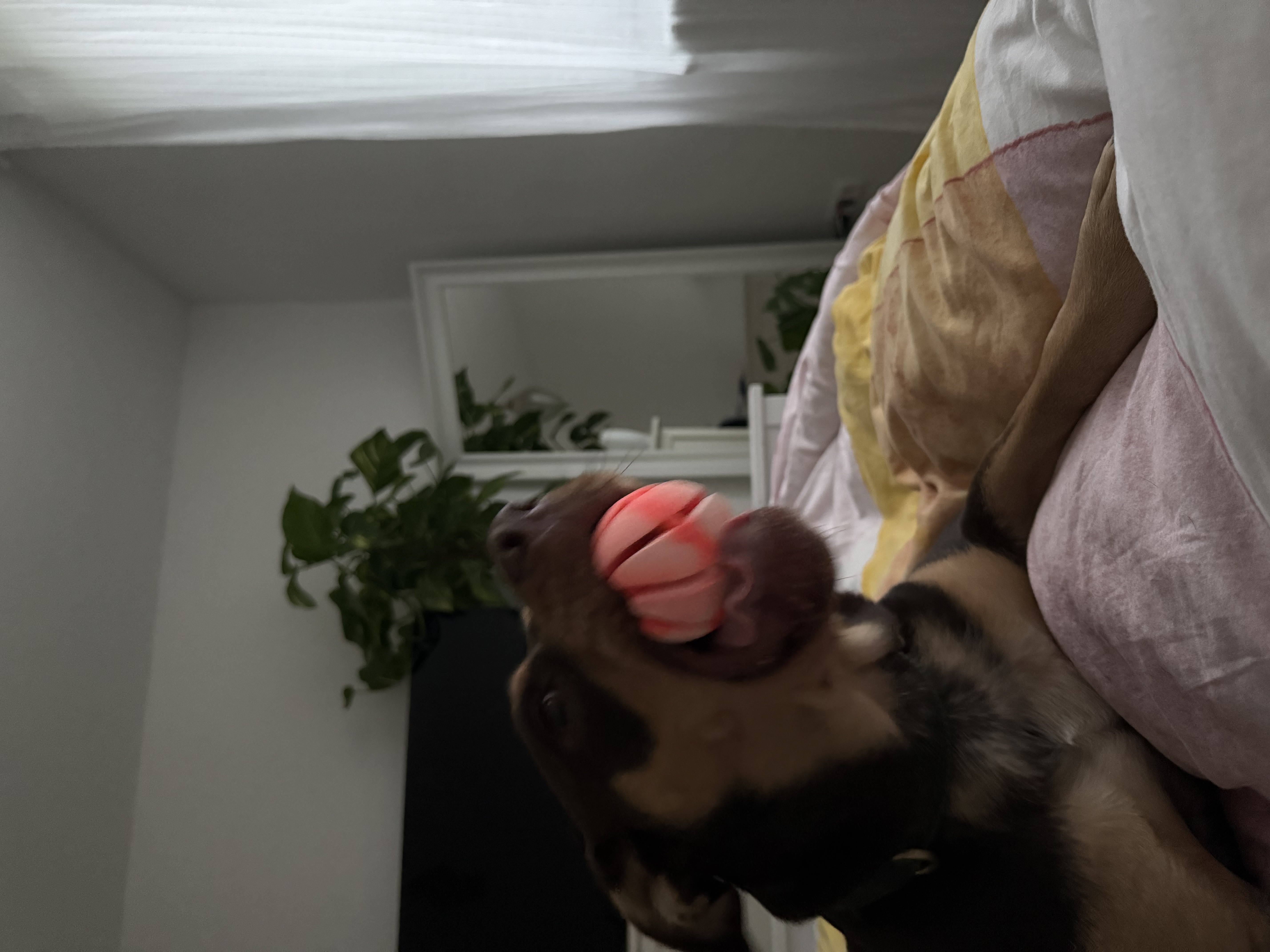 image-17