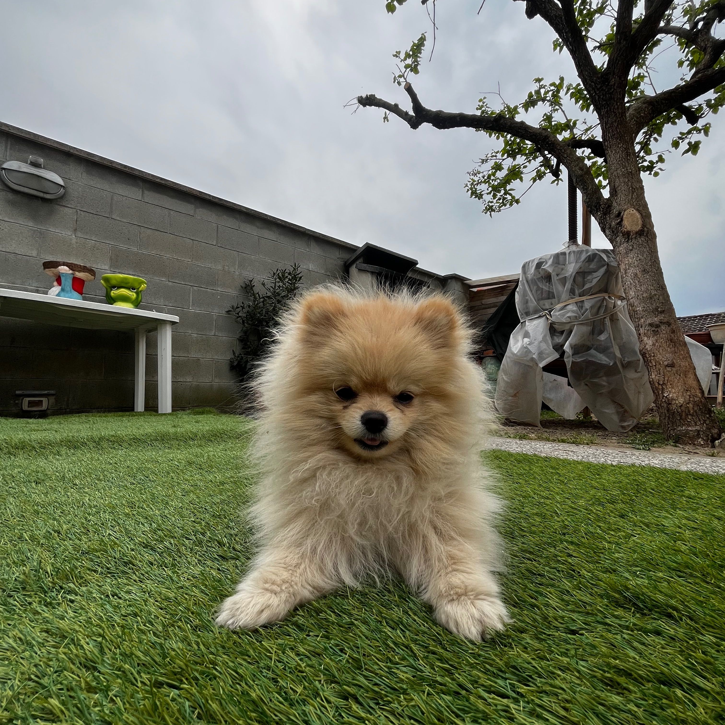 Chico