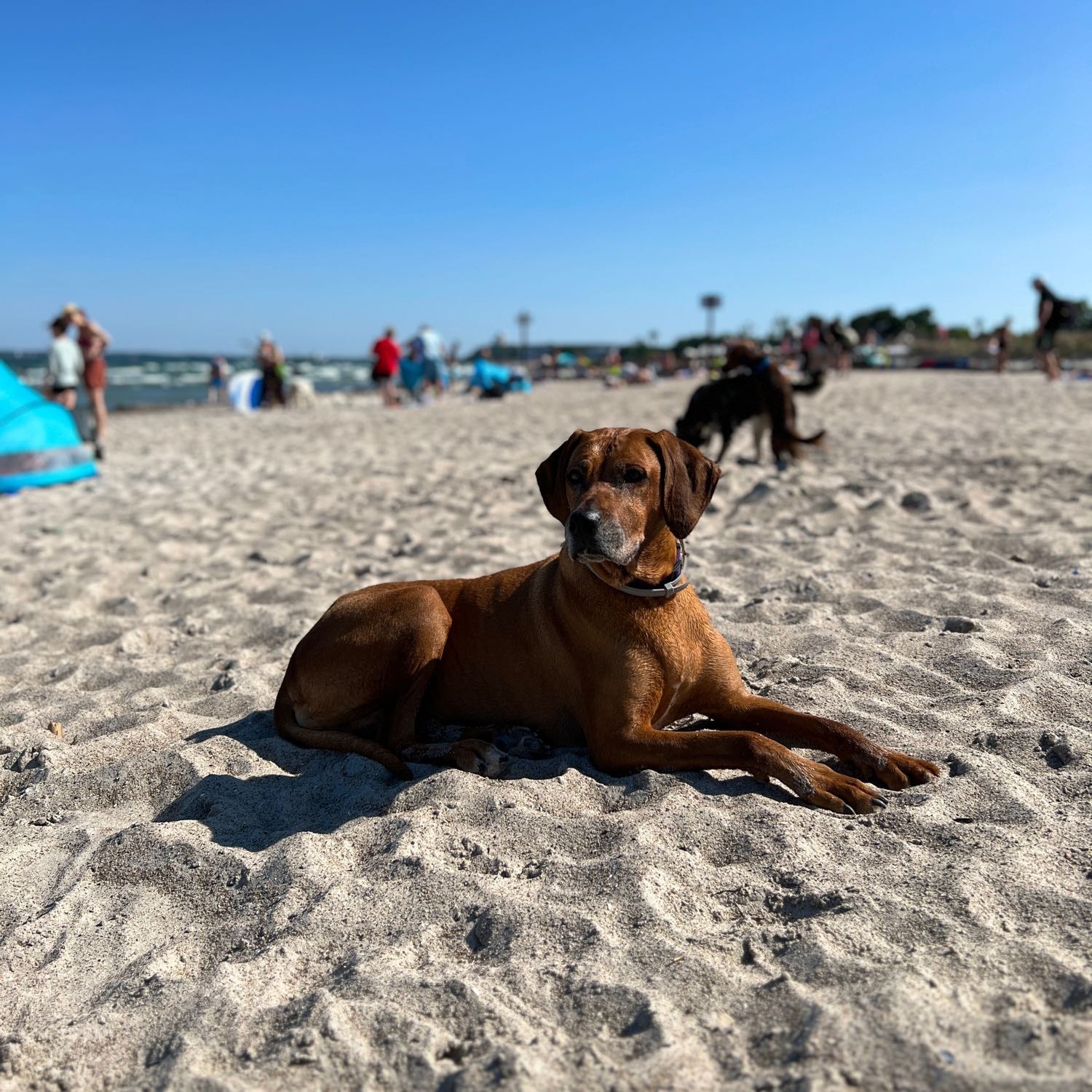Bella